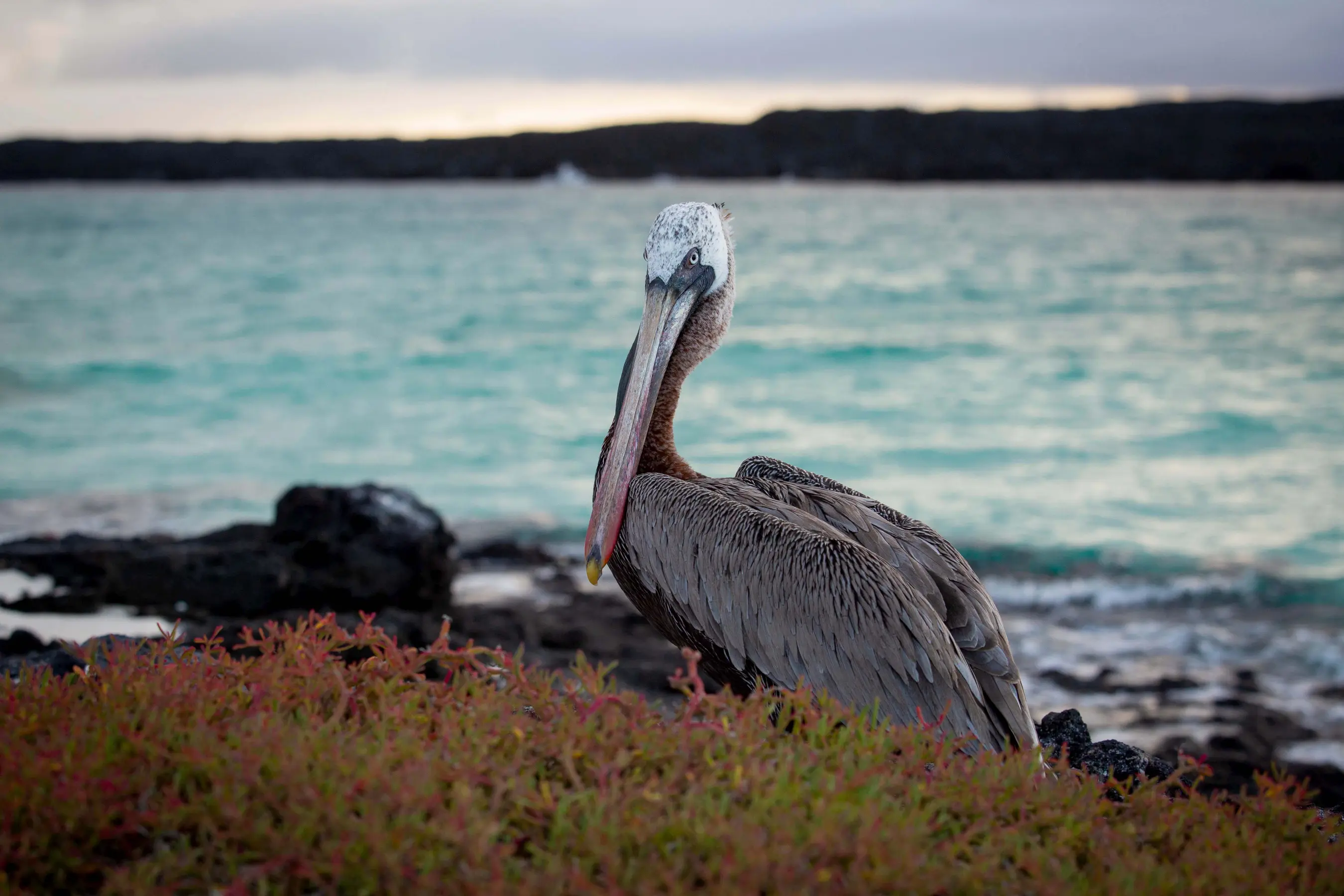 West & East Galapagos Expedition Cruise — image 3