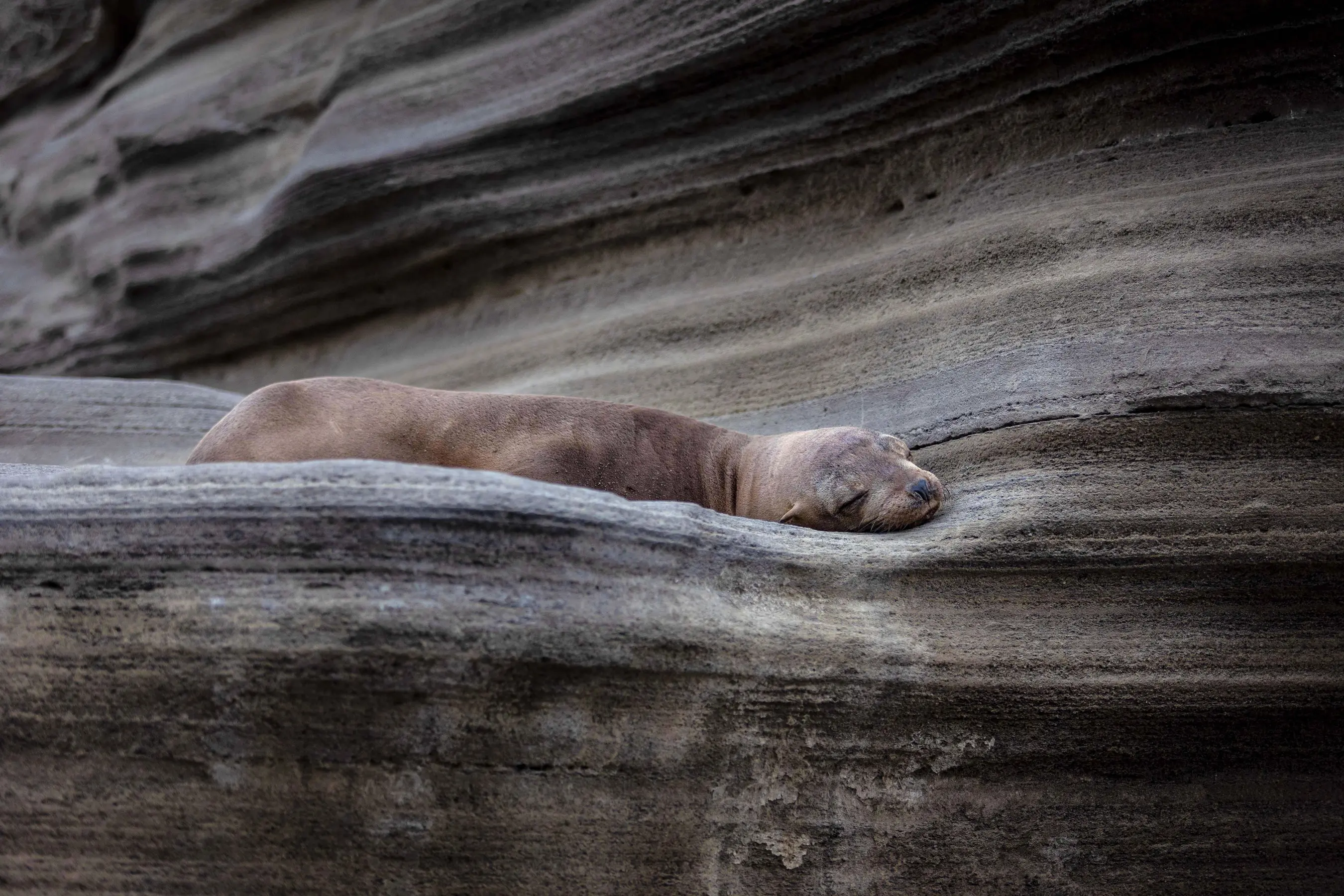 West Galapagos Expedition Cruise — image 3