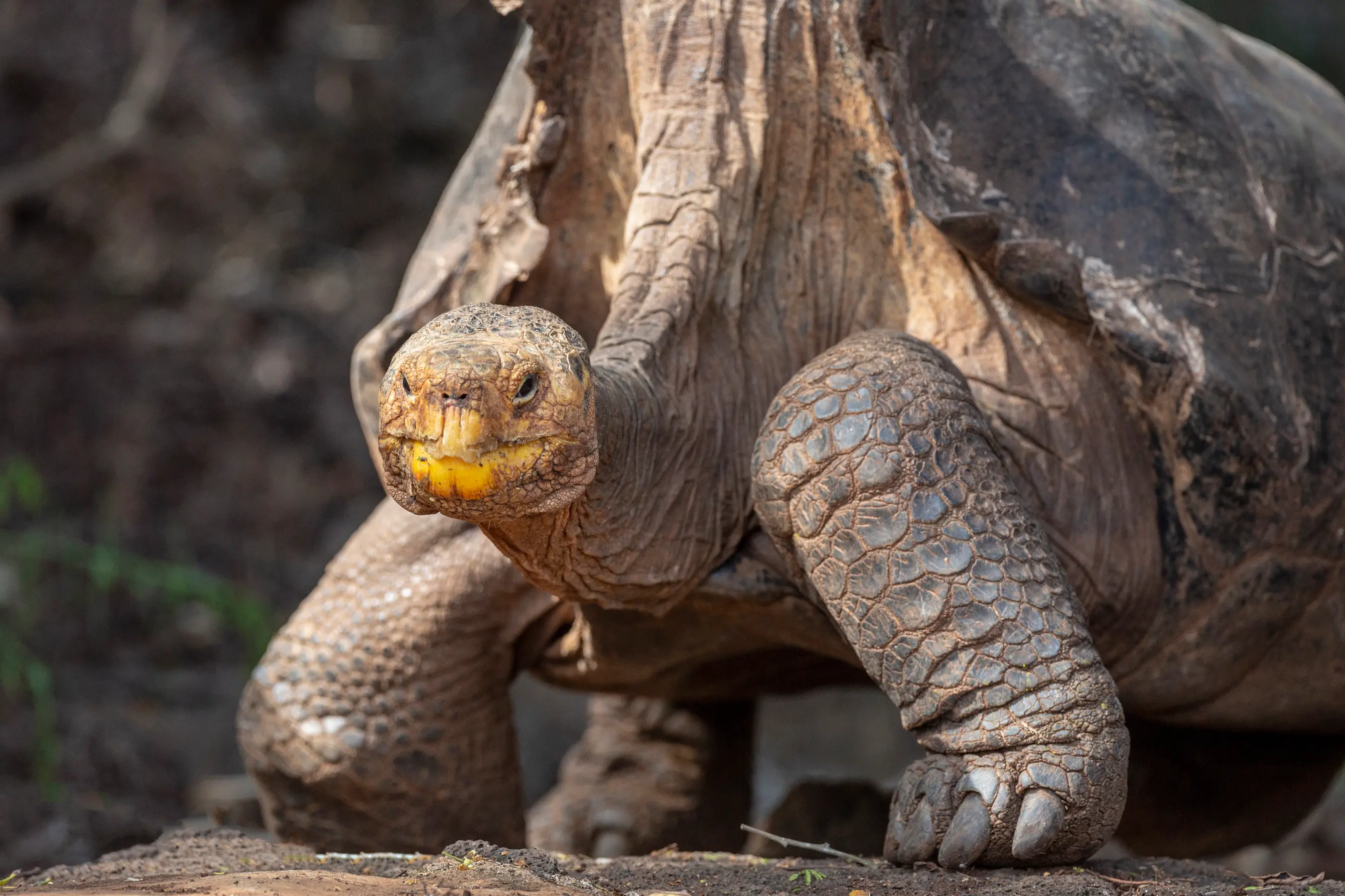 West & East Galapagos Expedition Cruise — image 5