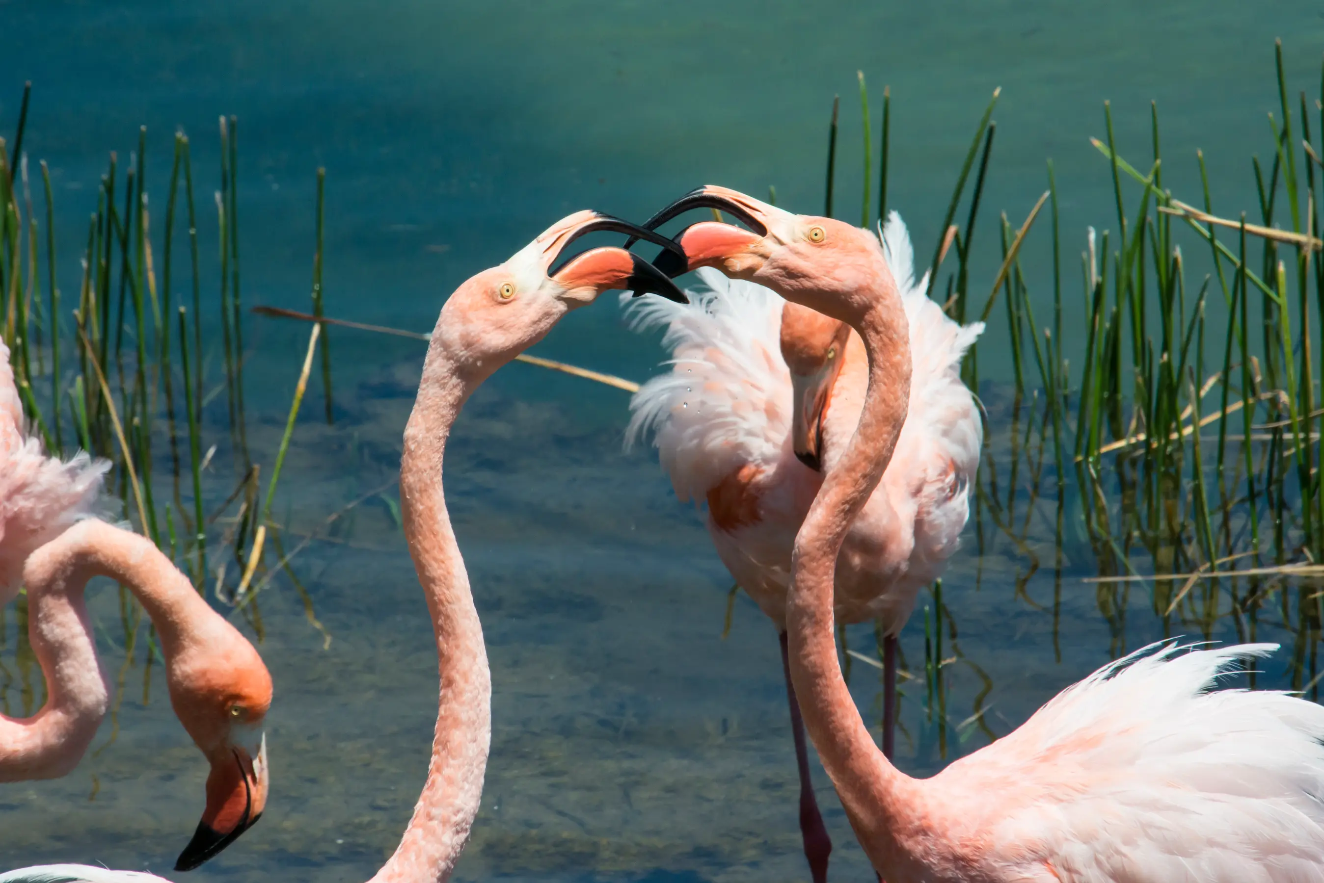 East & West Galapagos Expedition Cruise — image 4