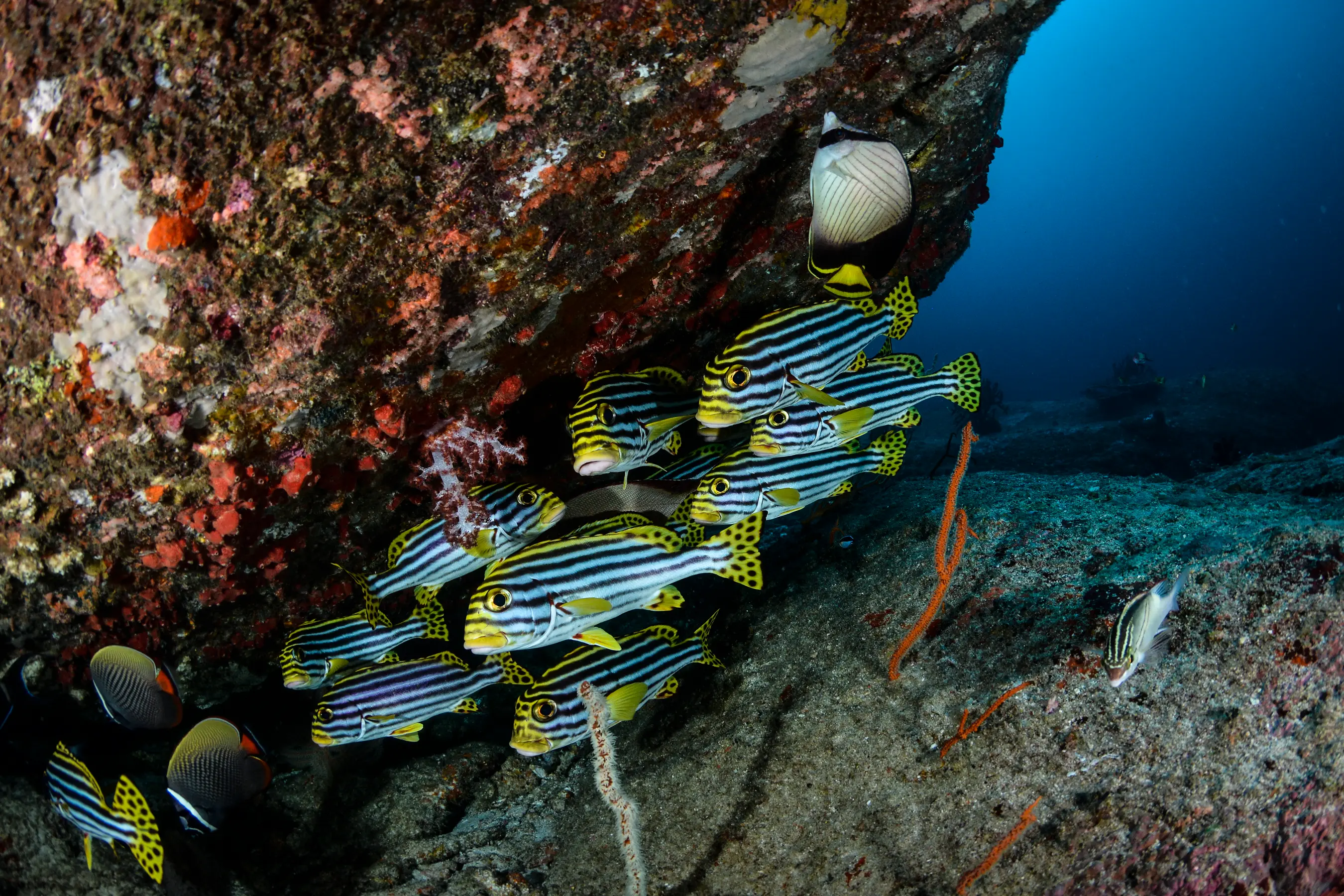 West Galapagos Expedition Cruise — image 5