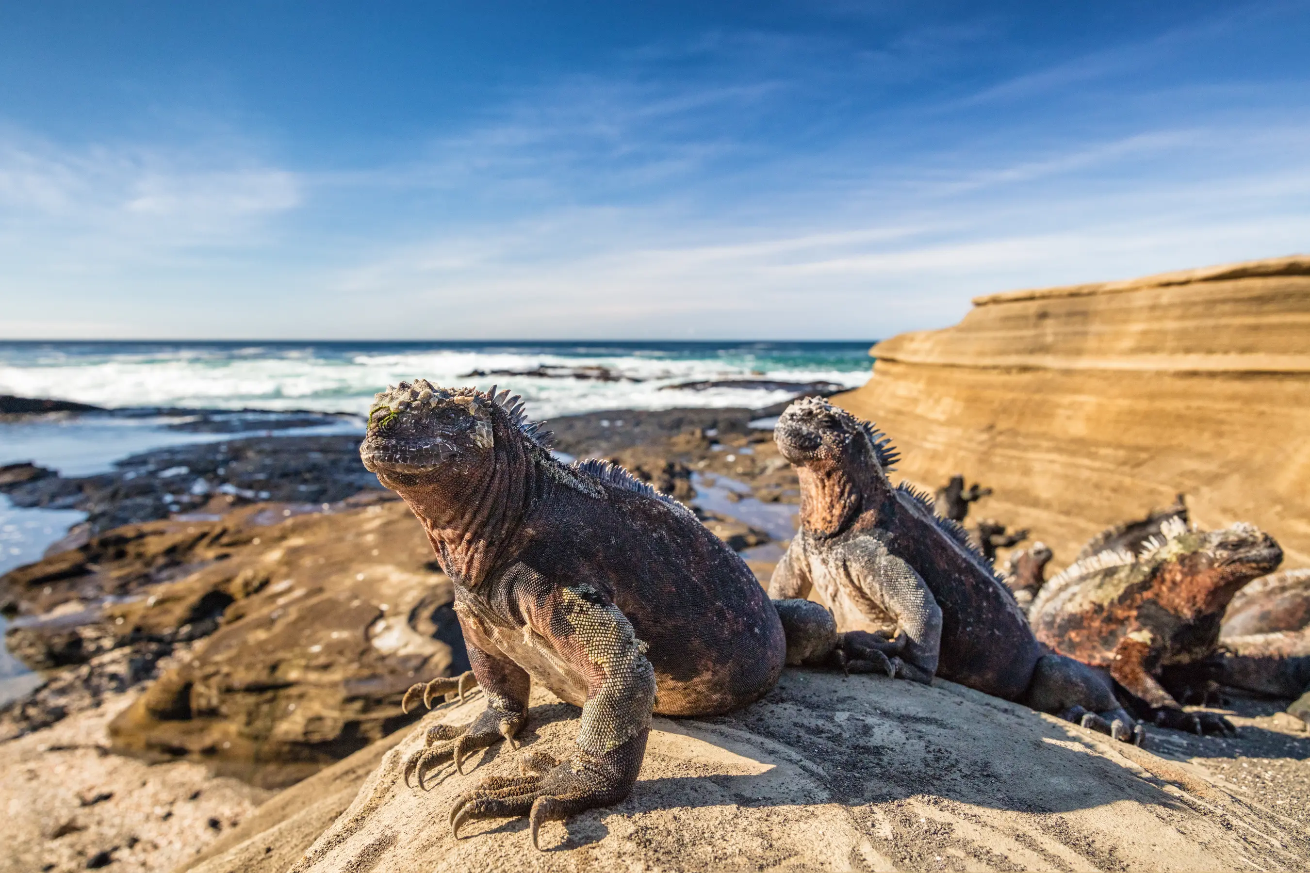 West Galapagos Expedition Cruise — image 6
