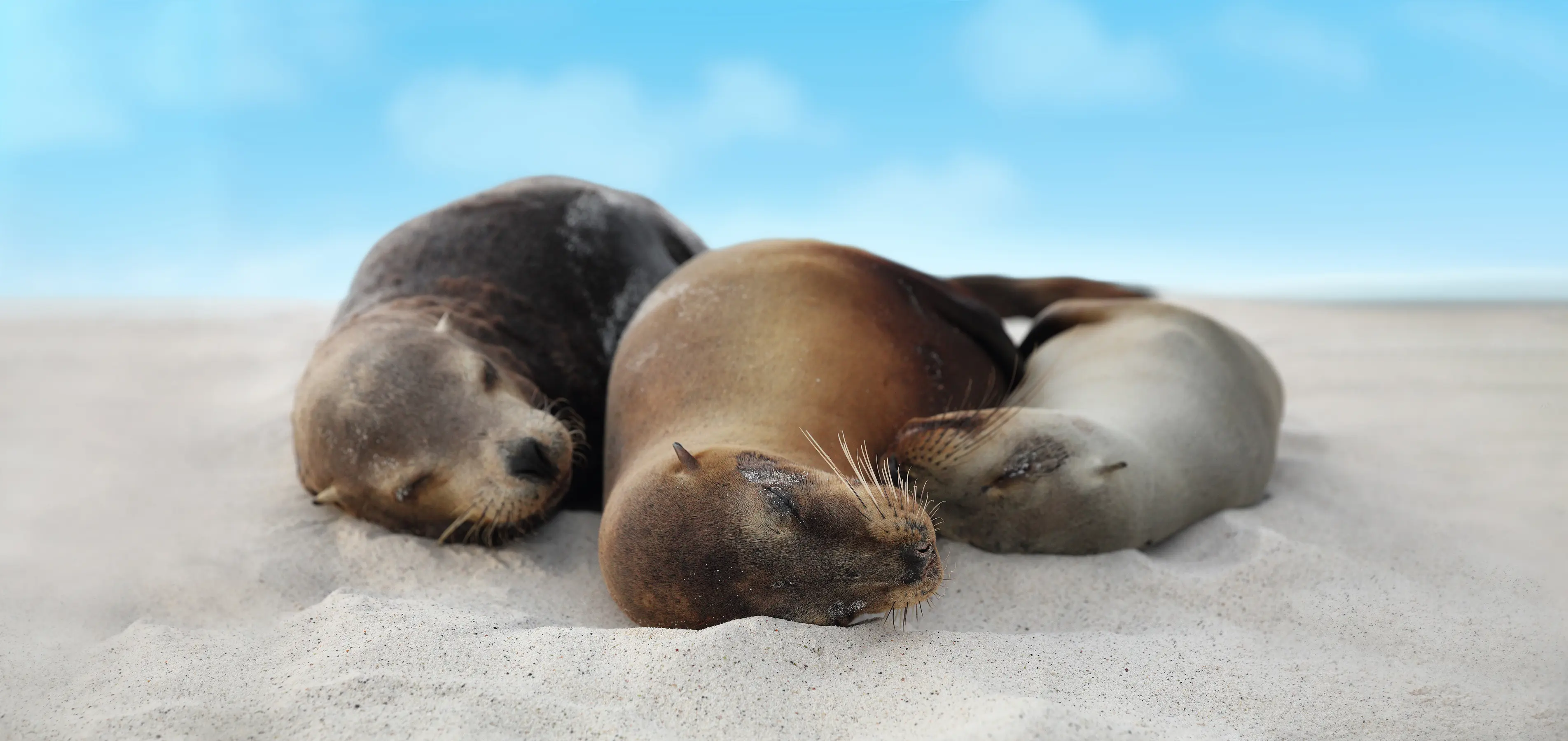 West & East Galapagos Expedition Cruise — image 6