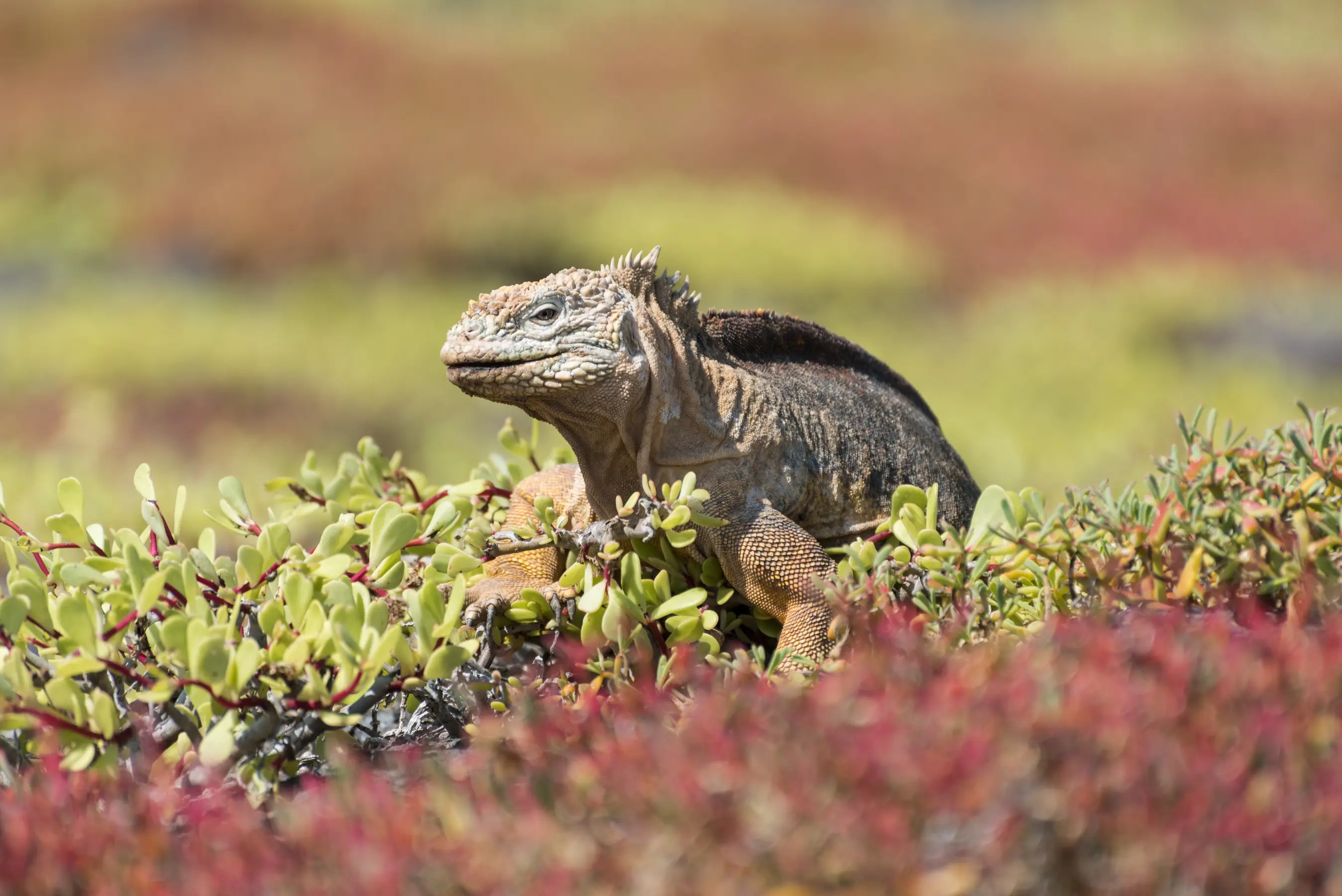 East & West Galapagos Expedition Cruise — image 5