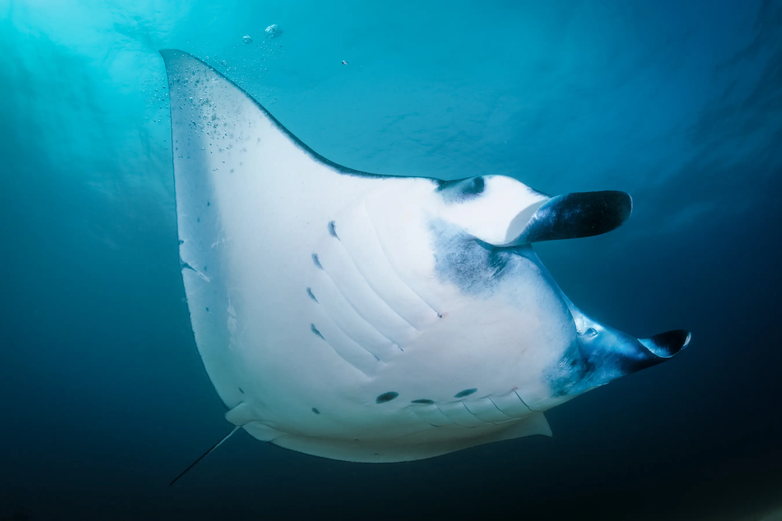 North Raja Ampat Expedition — image 9