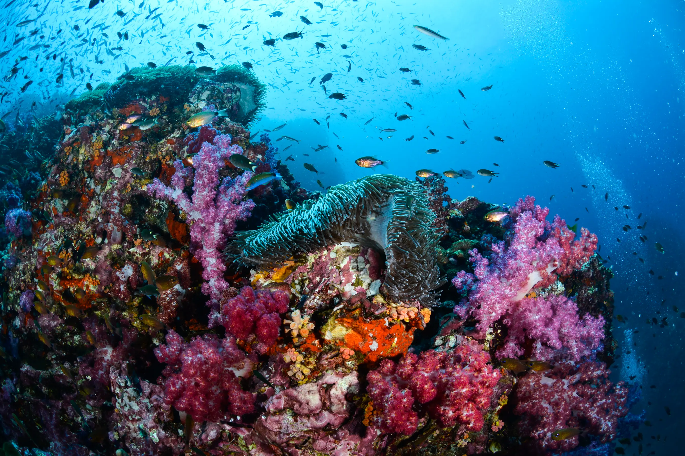 Spice Islands & Forgotten Islands Expedition — image 3