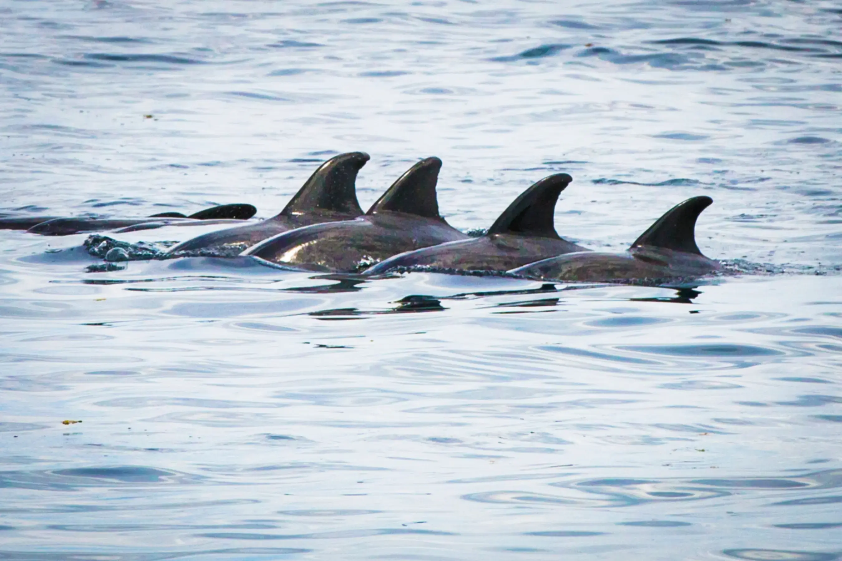 Spice Islands & Forgotten Islands Expedition — image 3