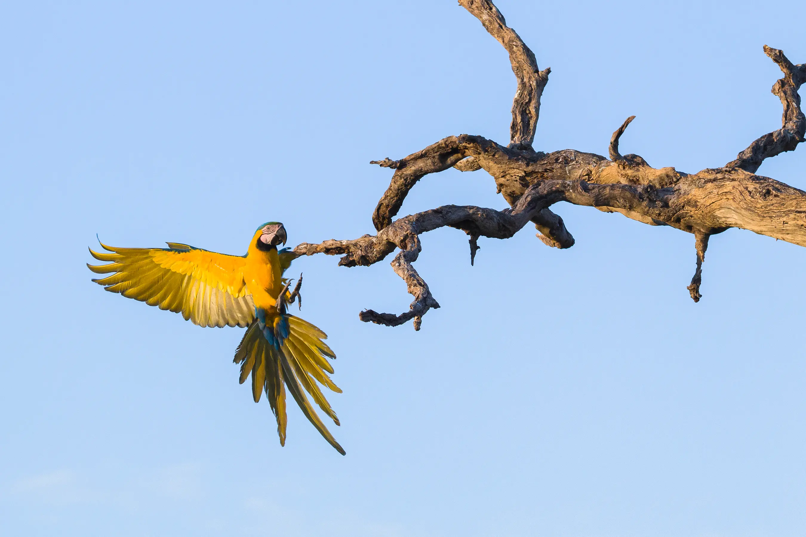 Amazon Discovery Cruise — image 4