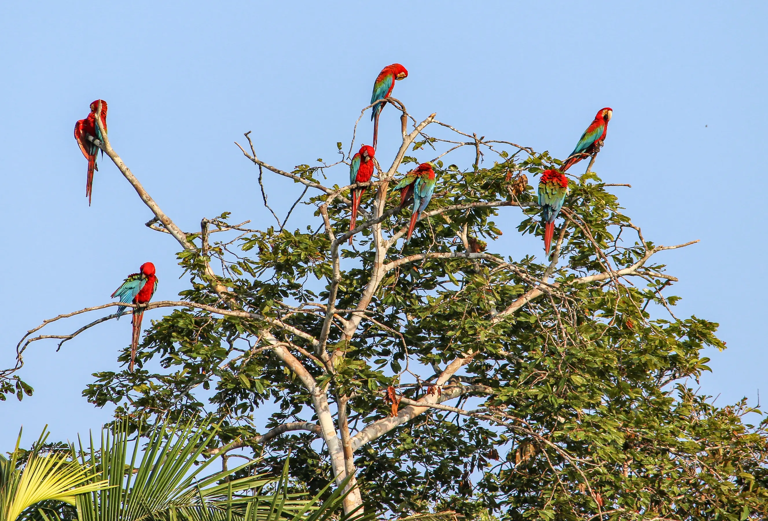 Amazon Expeditions Cruise — image 8