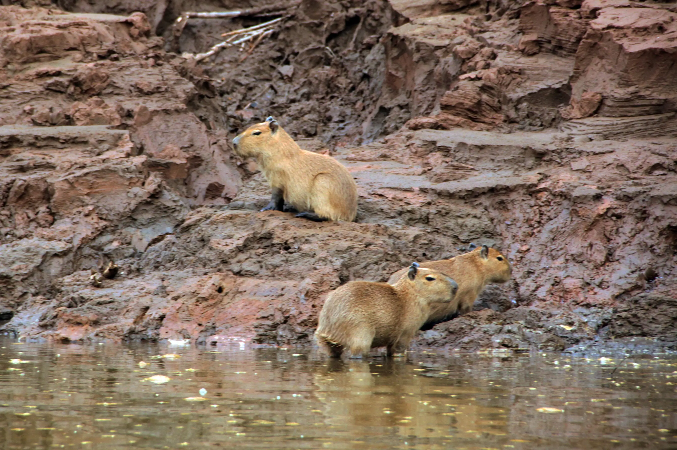 Amazon Discovery Cruise — image 6