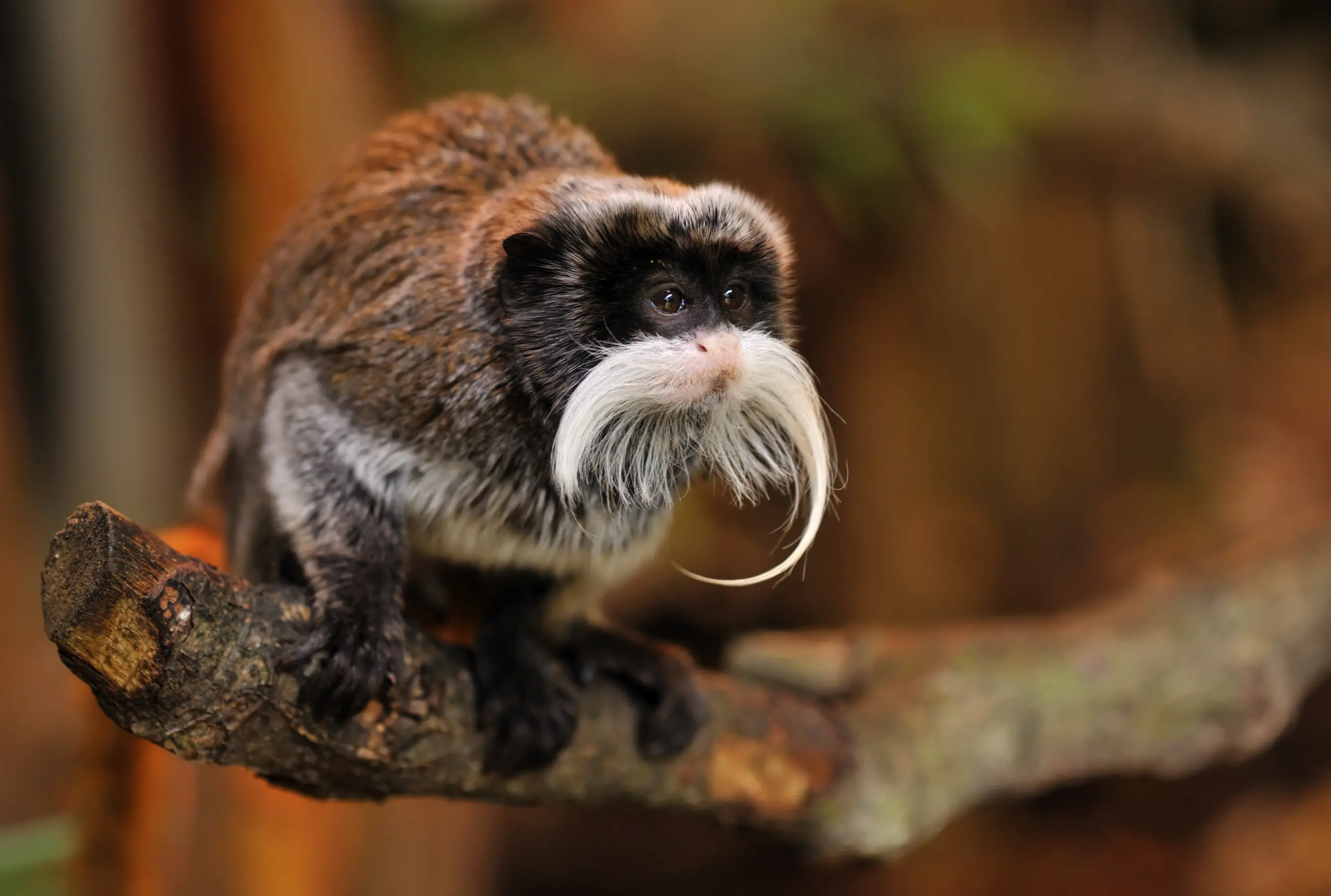 Amazon Expeditions Cruise — image 4