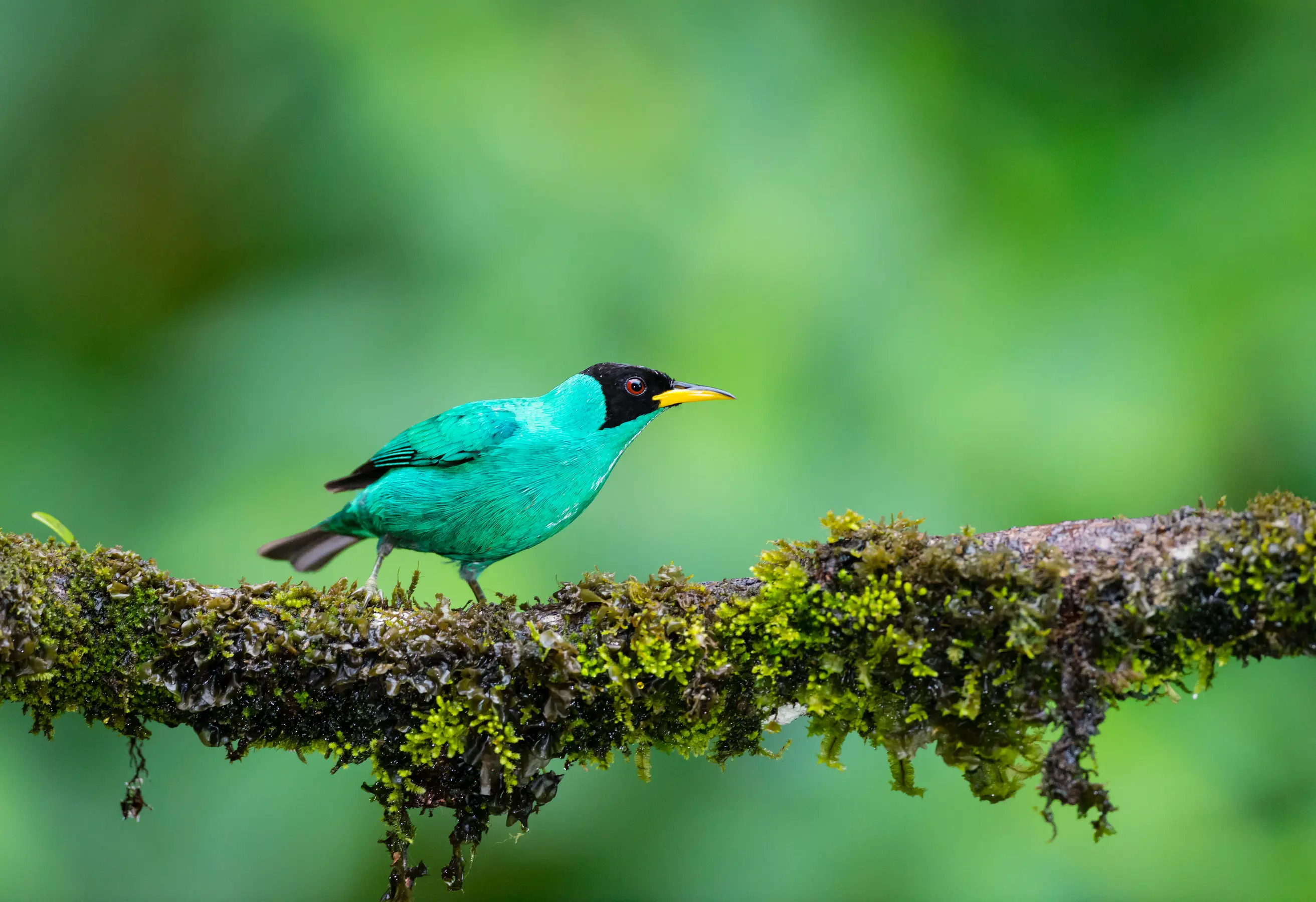 Amazon Expeditions Cruise — image 7