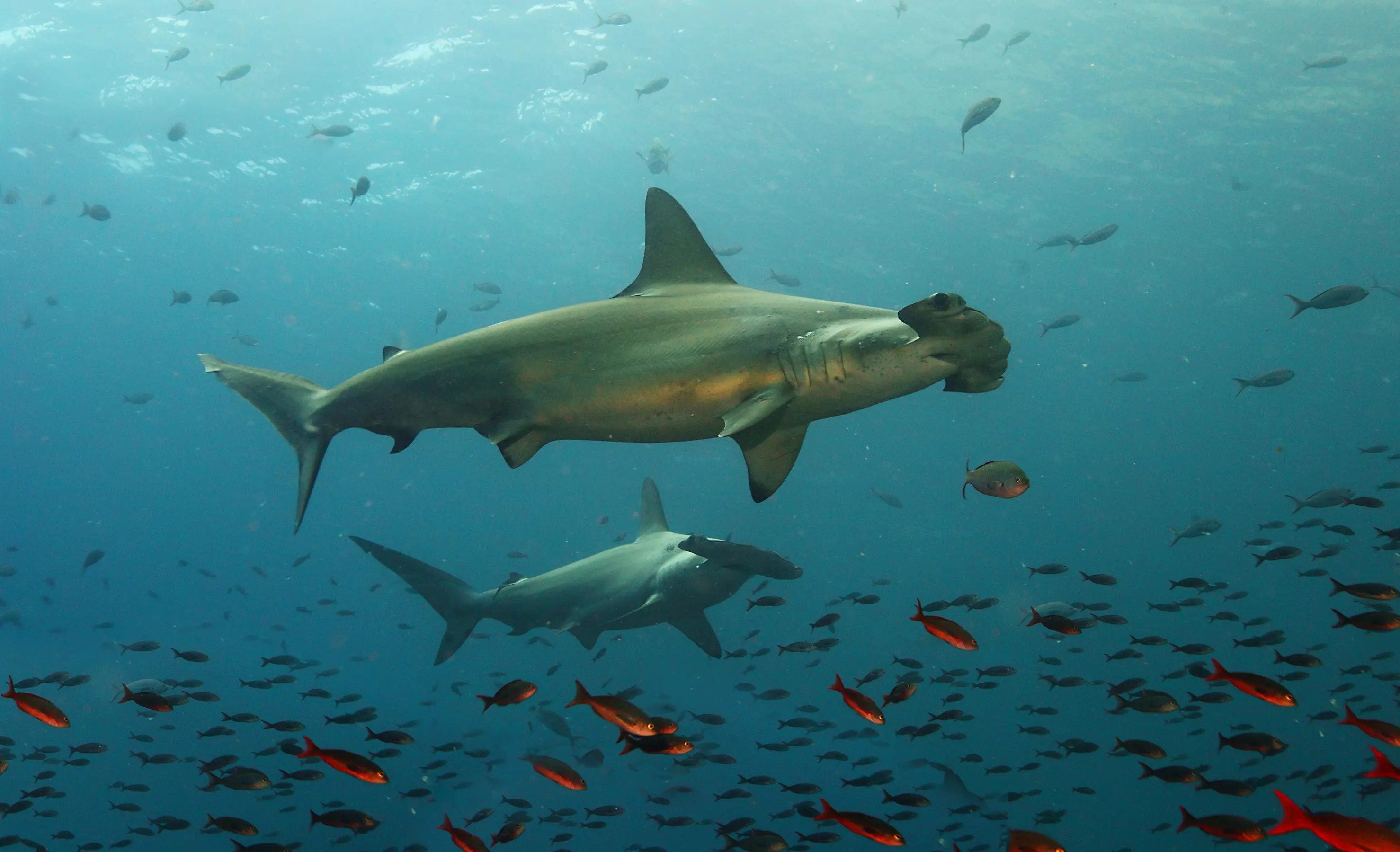 Spice Islands & Forgotten Islands Expedition — image 5