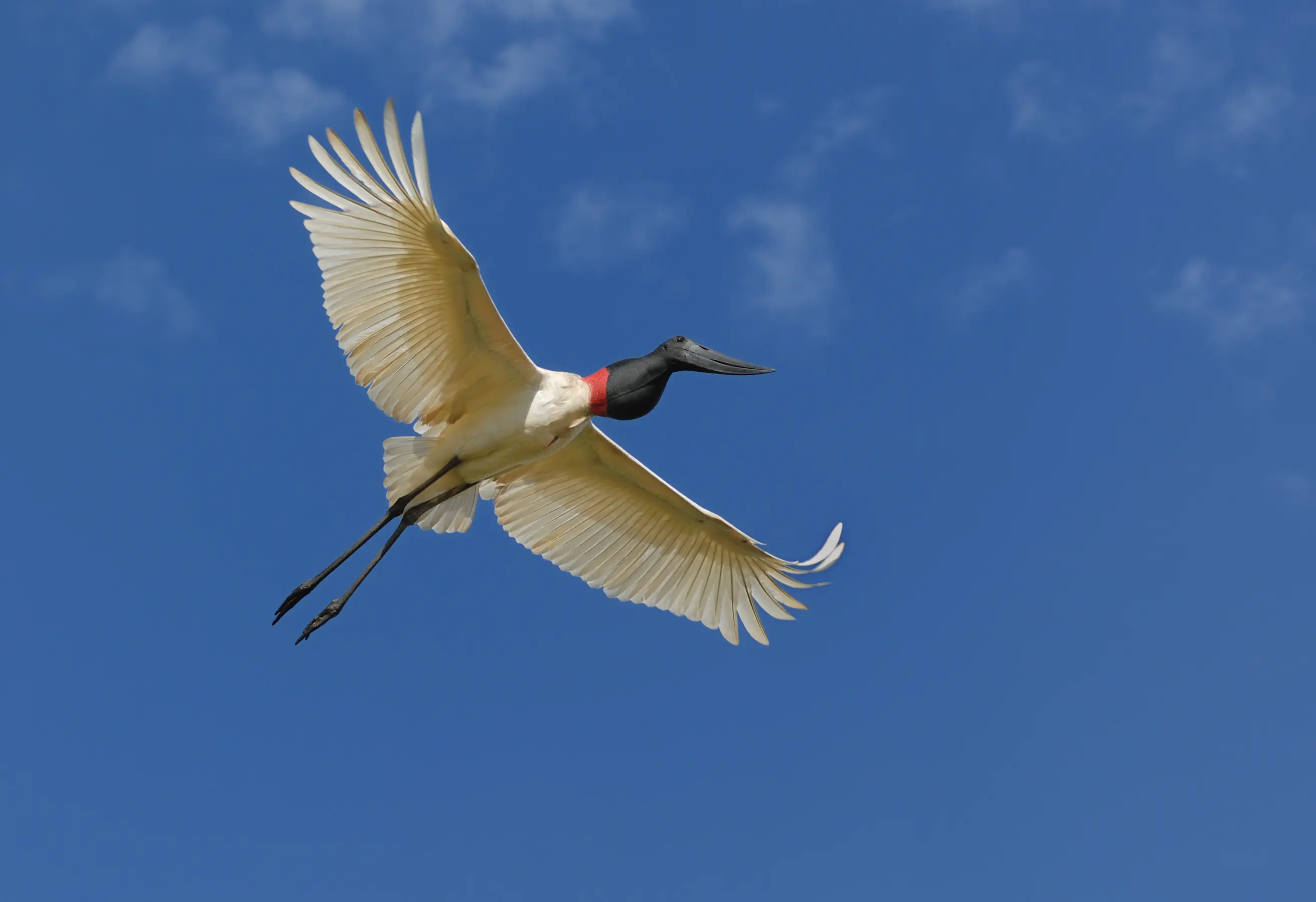 Amazon Explorer Cruise — image 7