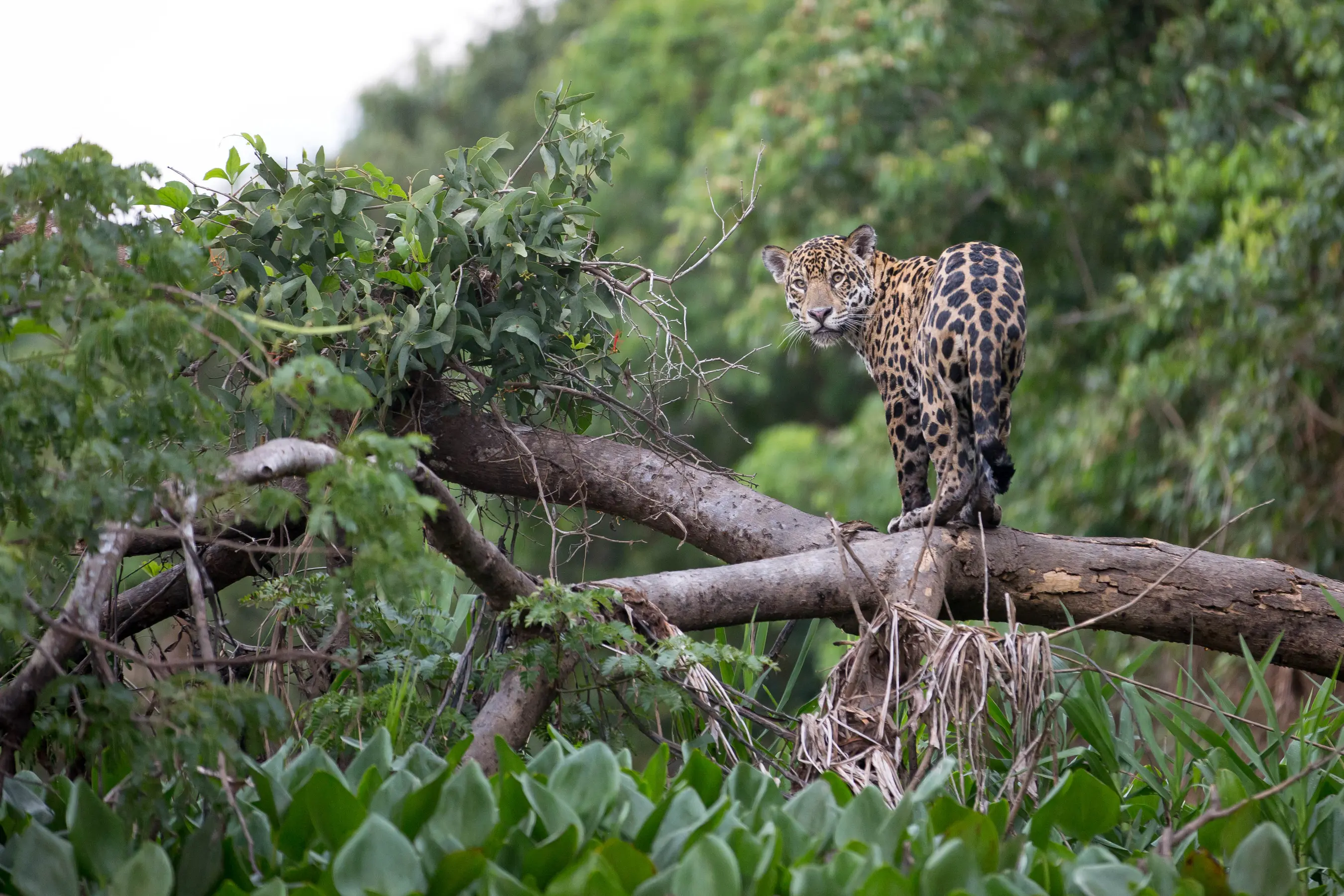 Amazon Discovery Cruise — image 8
