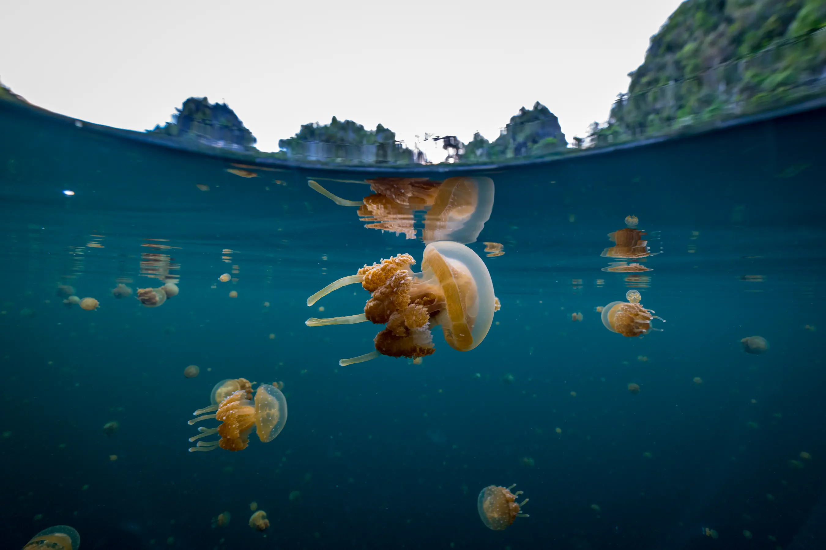 North & South Raja Ampat Expedition — image 5