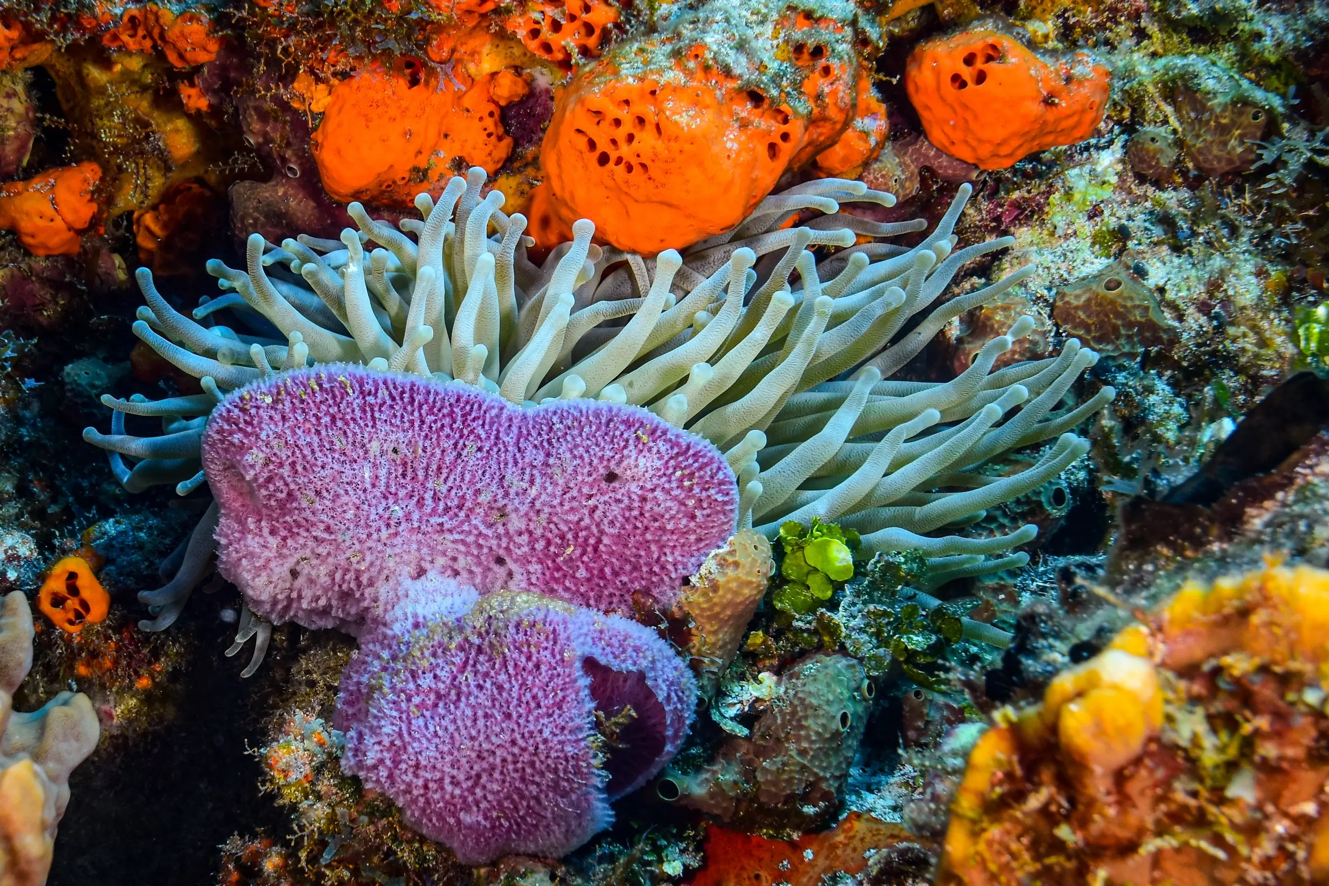 North & South Raja Ampat Expedition — image 8