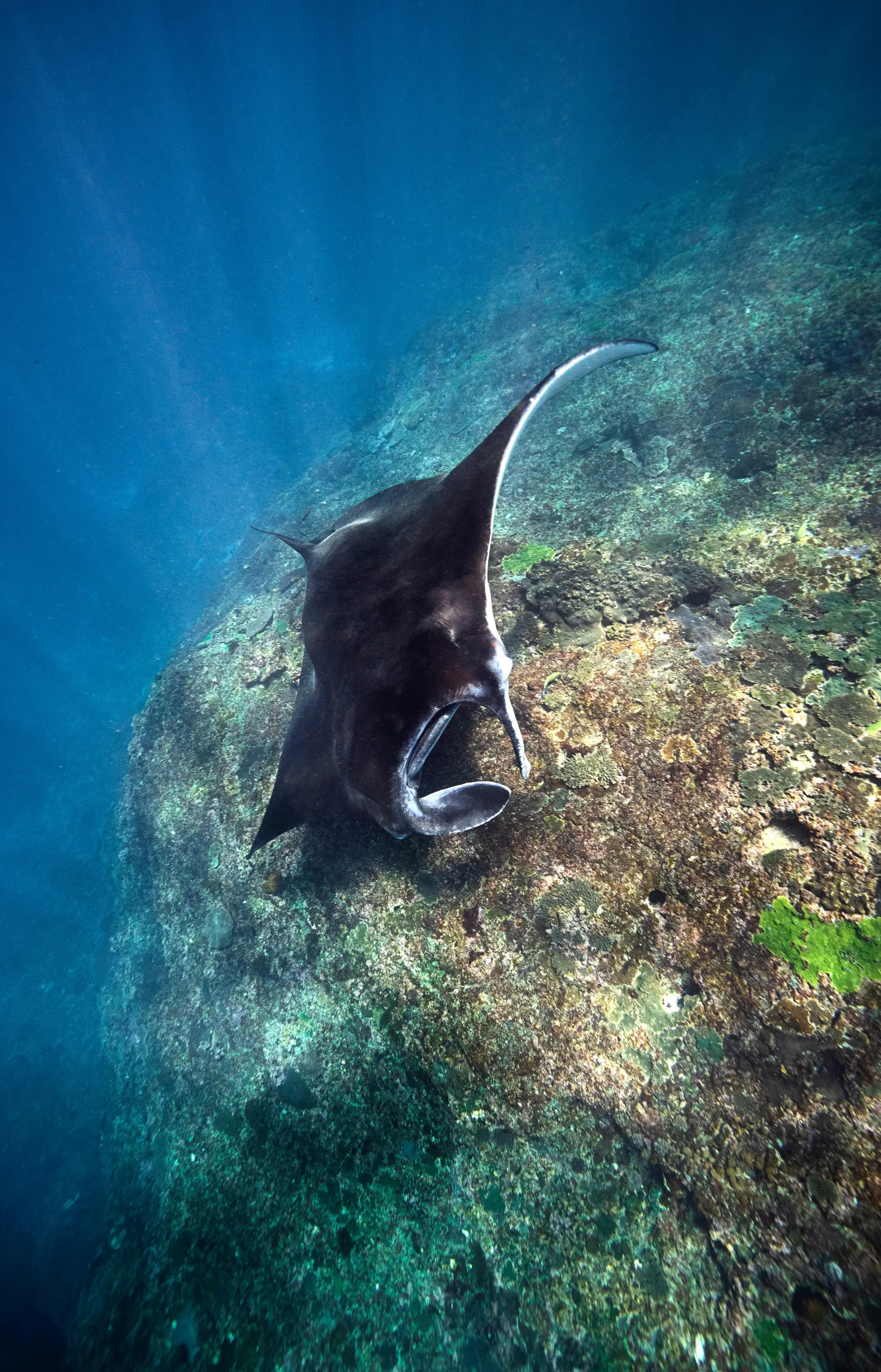 South Raja Ampat Expedition — image 8