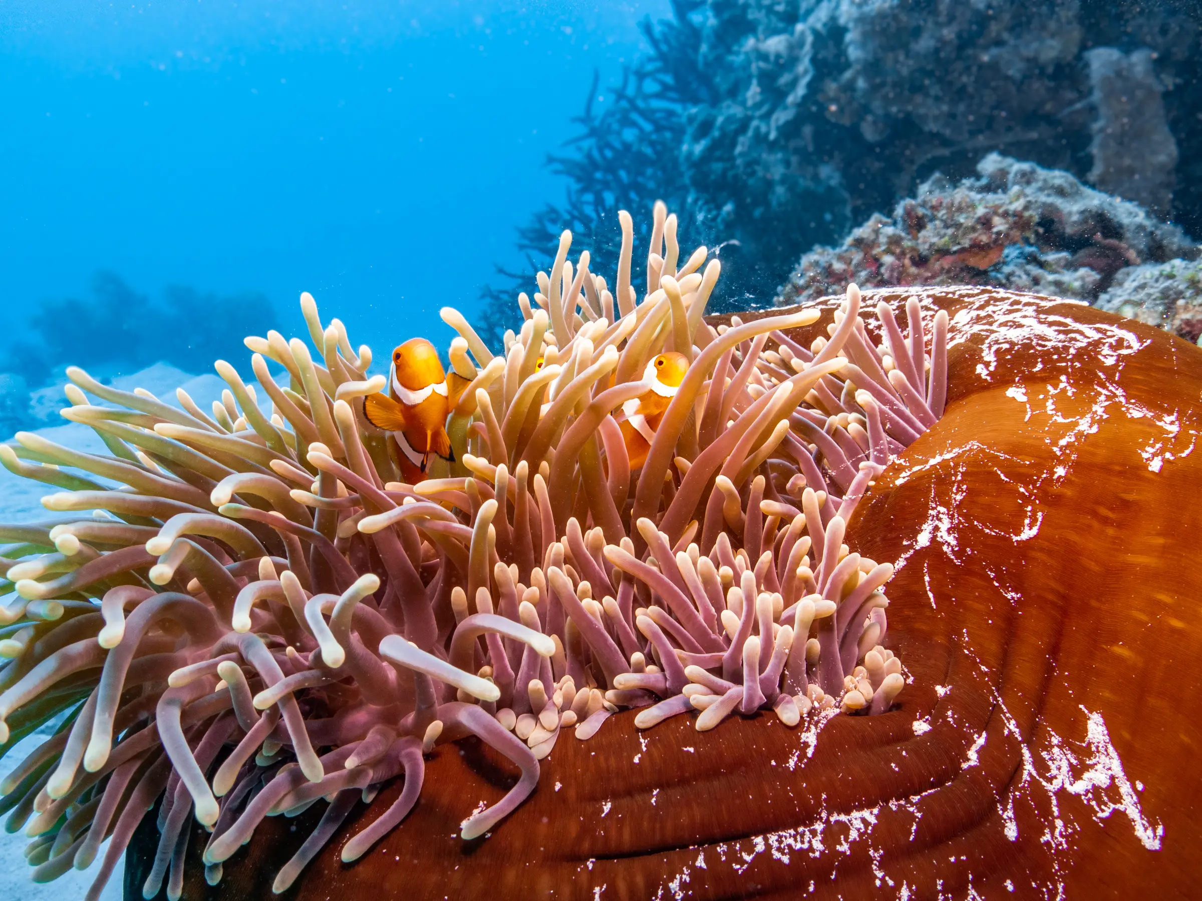 The Coralline Seychelles & Inner Islands — image 3