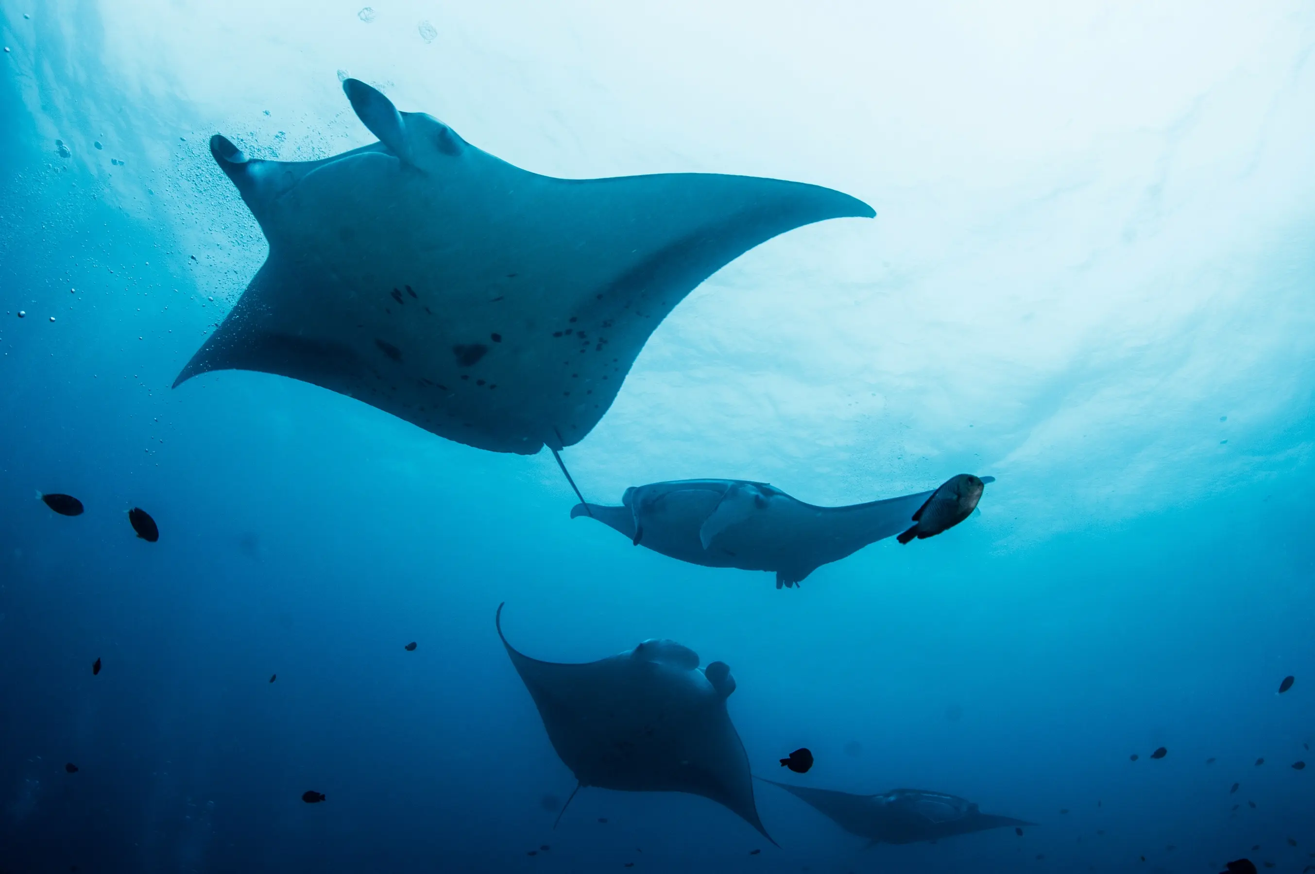 Aldabra & Seychelles’ Outer Islands — image 3