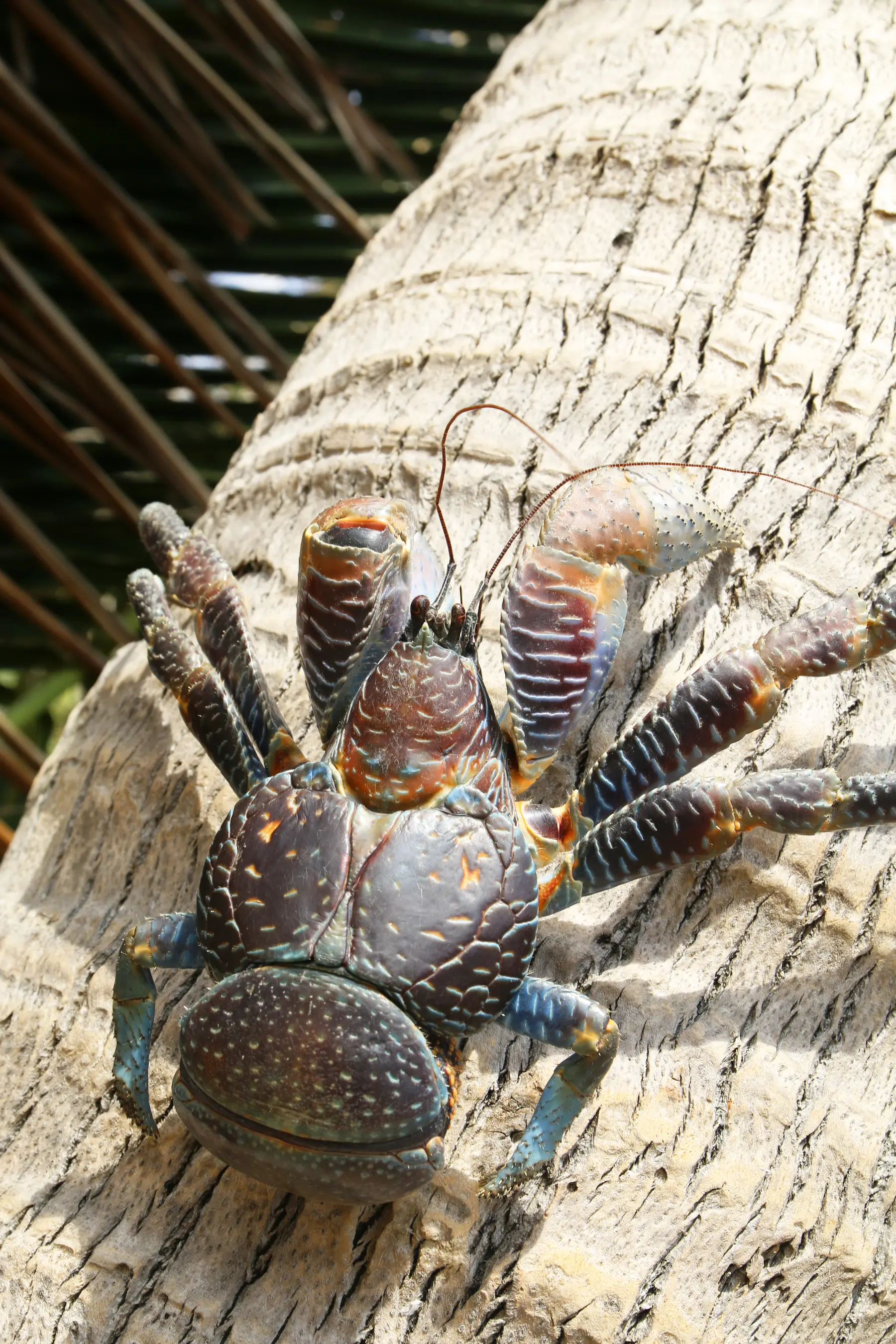 Aldabra & Seychelles’ Outer Islands — image 8