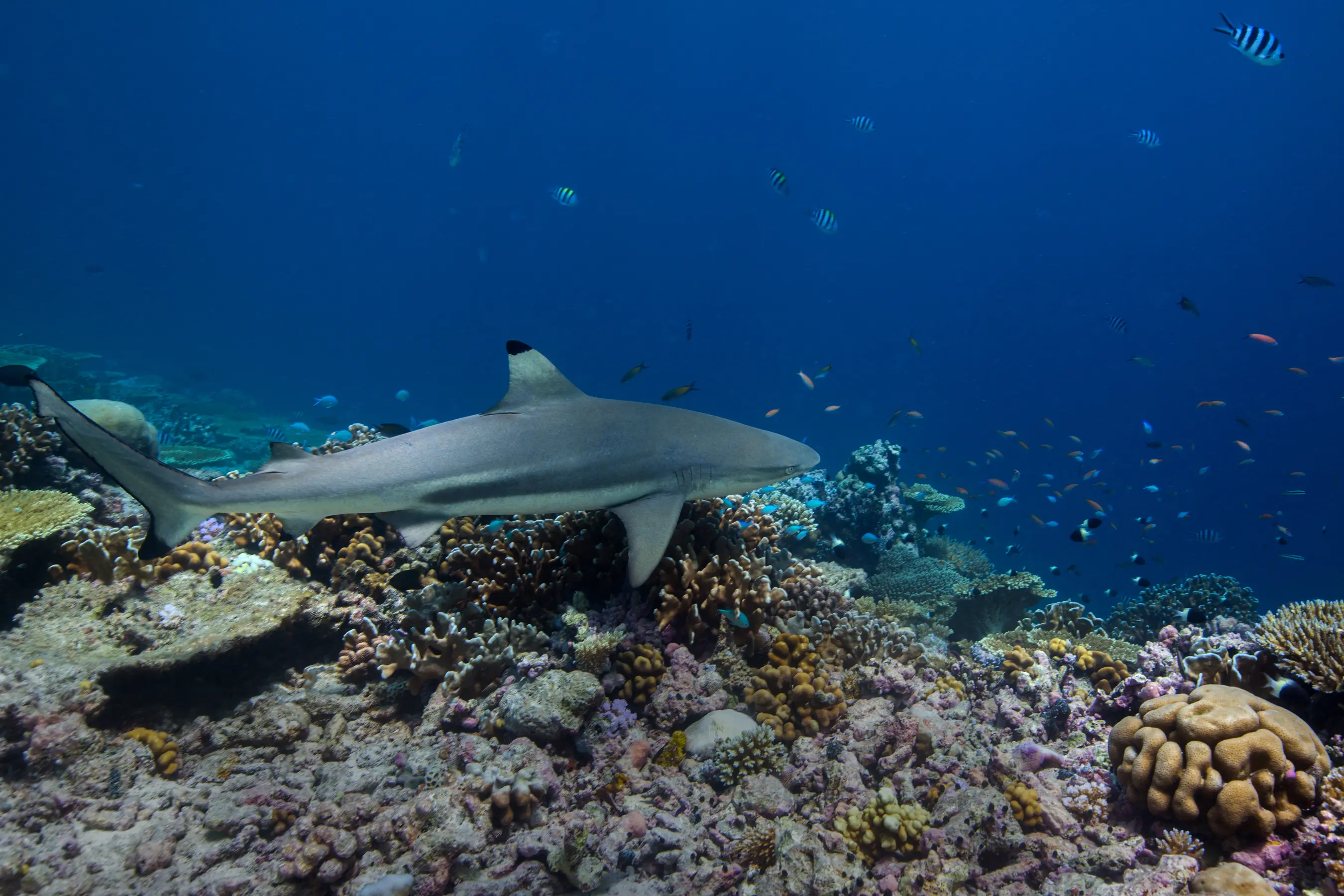 The Coralline Seychelles & Inner Islands — image 4