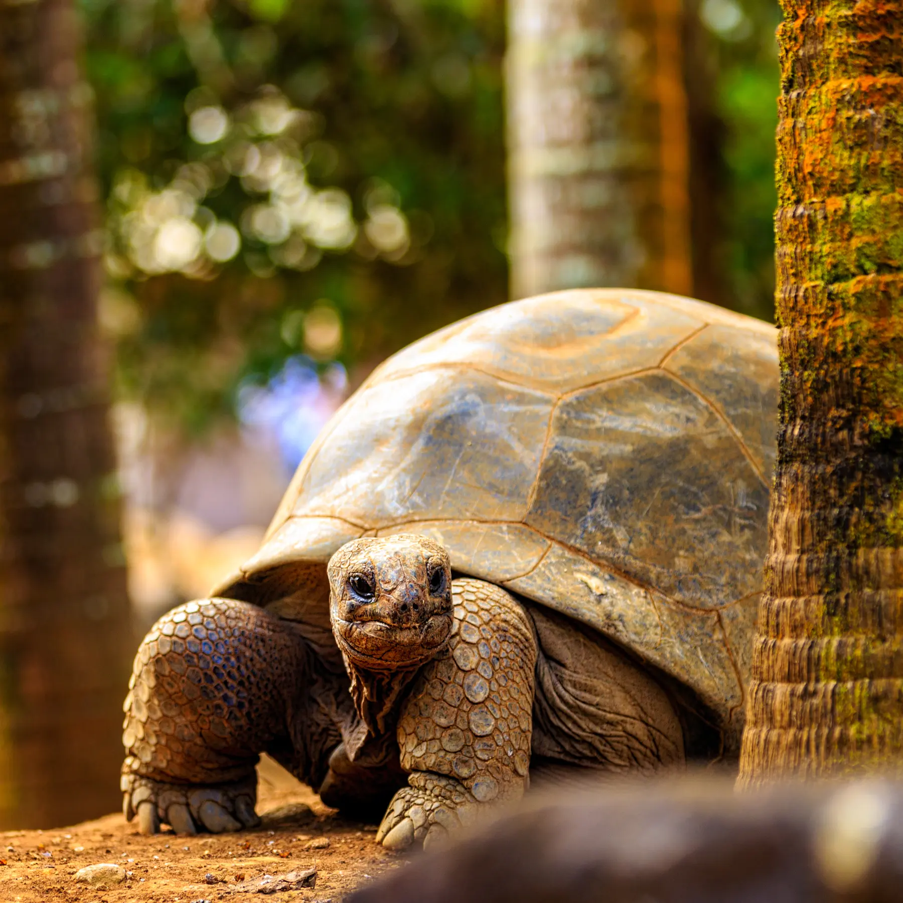 Aldabra & Seychelles’ Outer Islands — image 6
