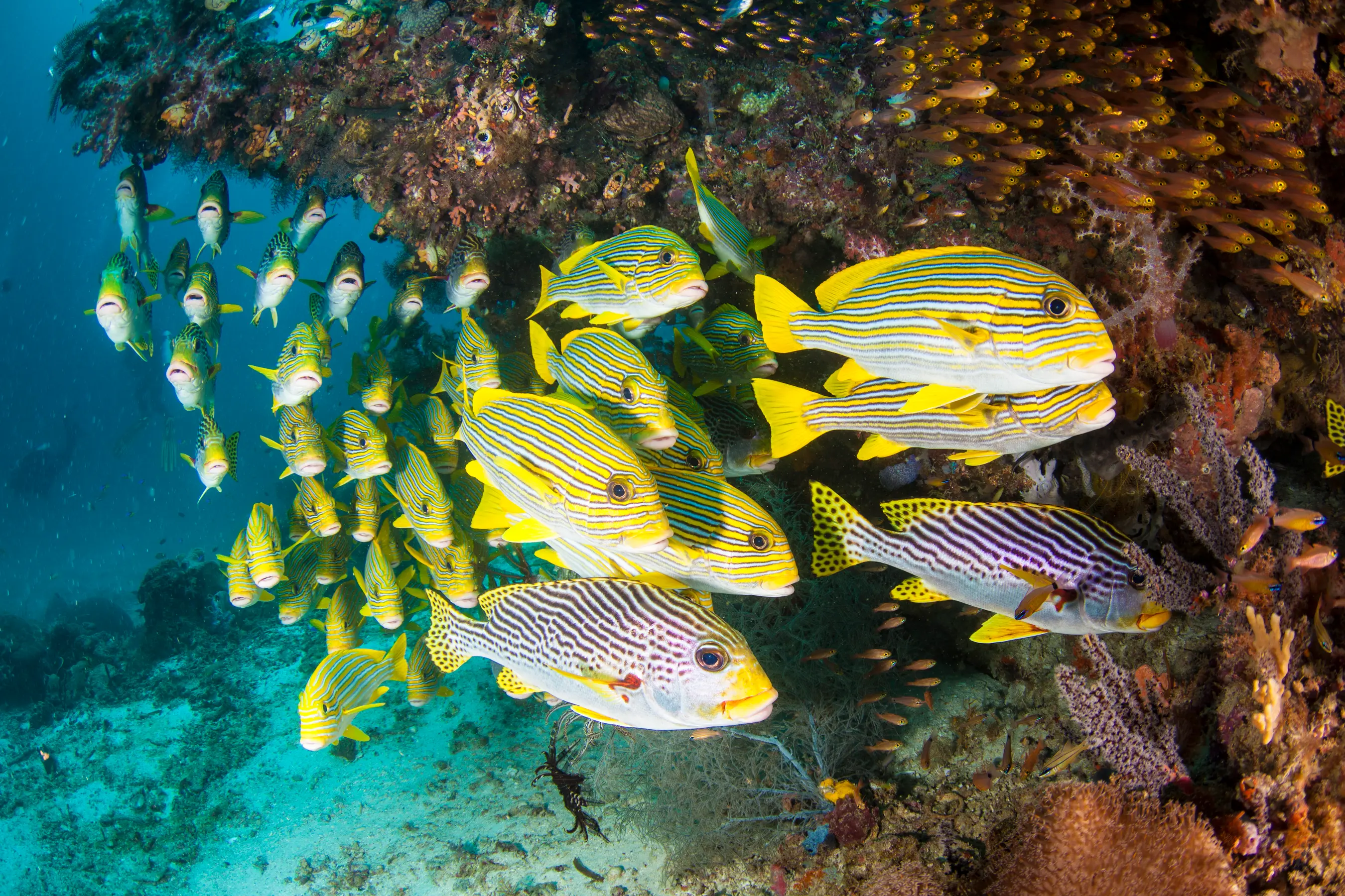 North & South Raja Ampat Expedition — image 3