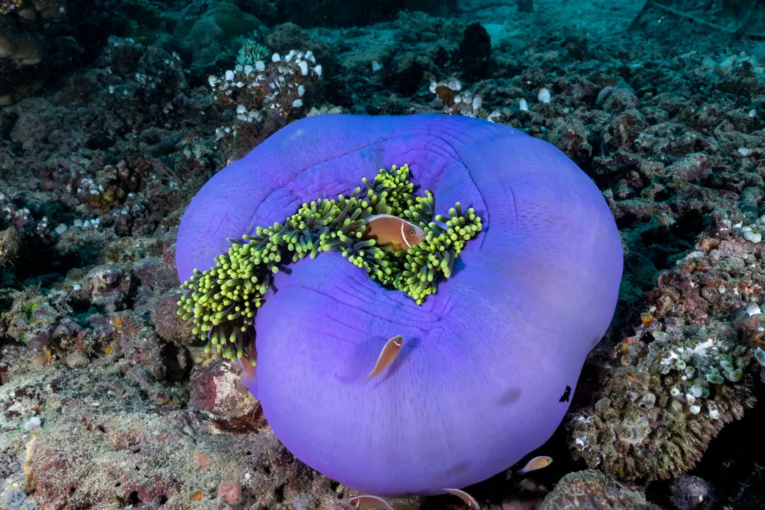 Spice Islands & South Raja Ampat Expedition — image 3