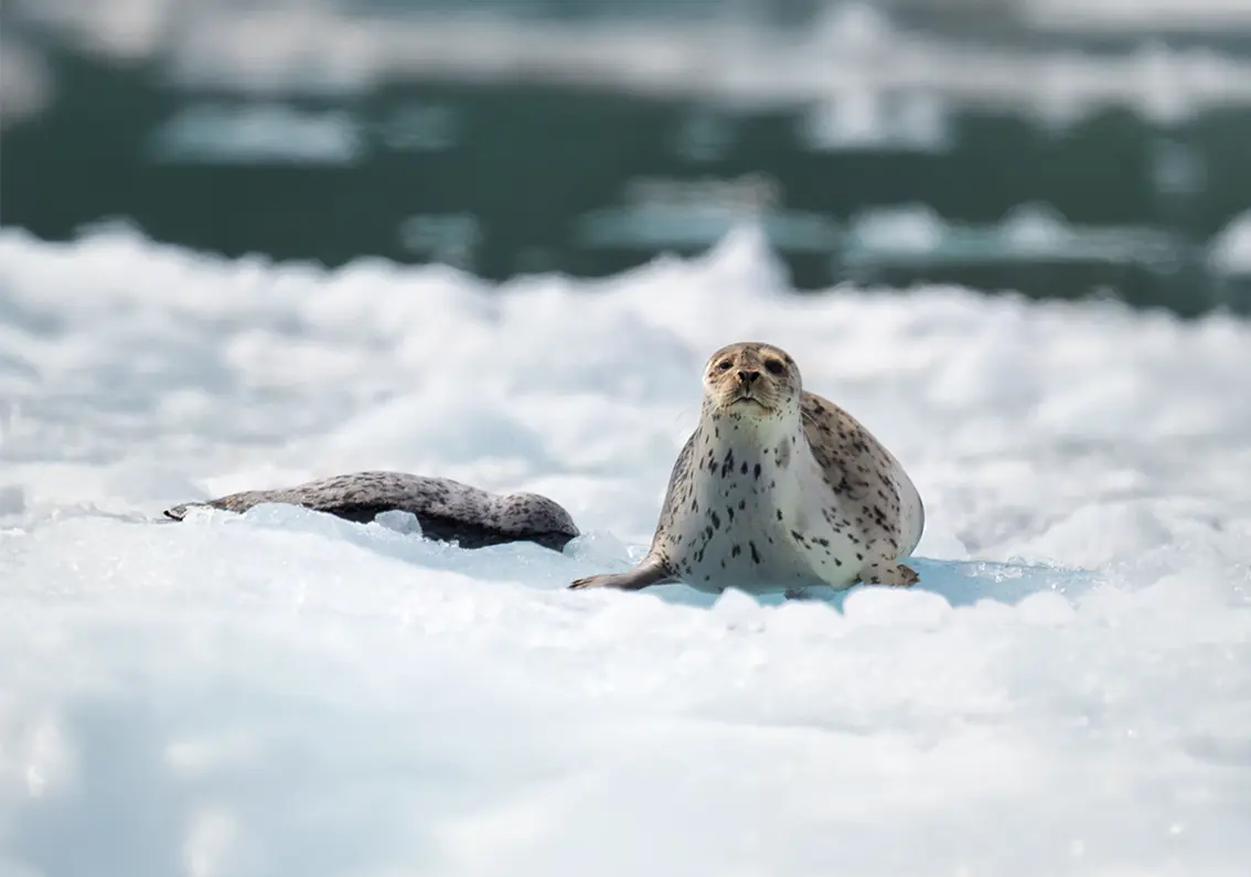 Svalbard & The Arctic Circle — image 8