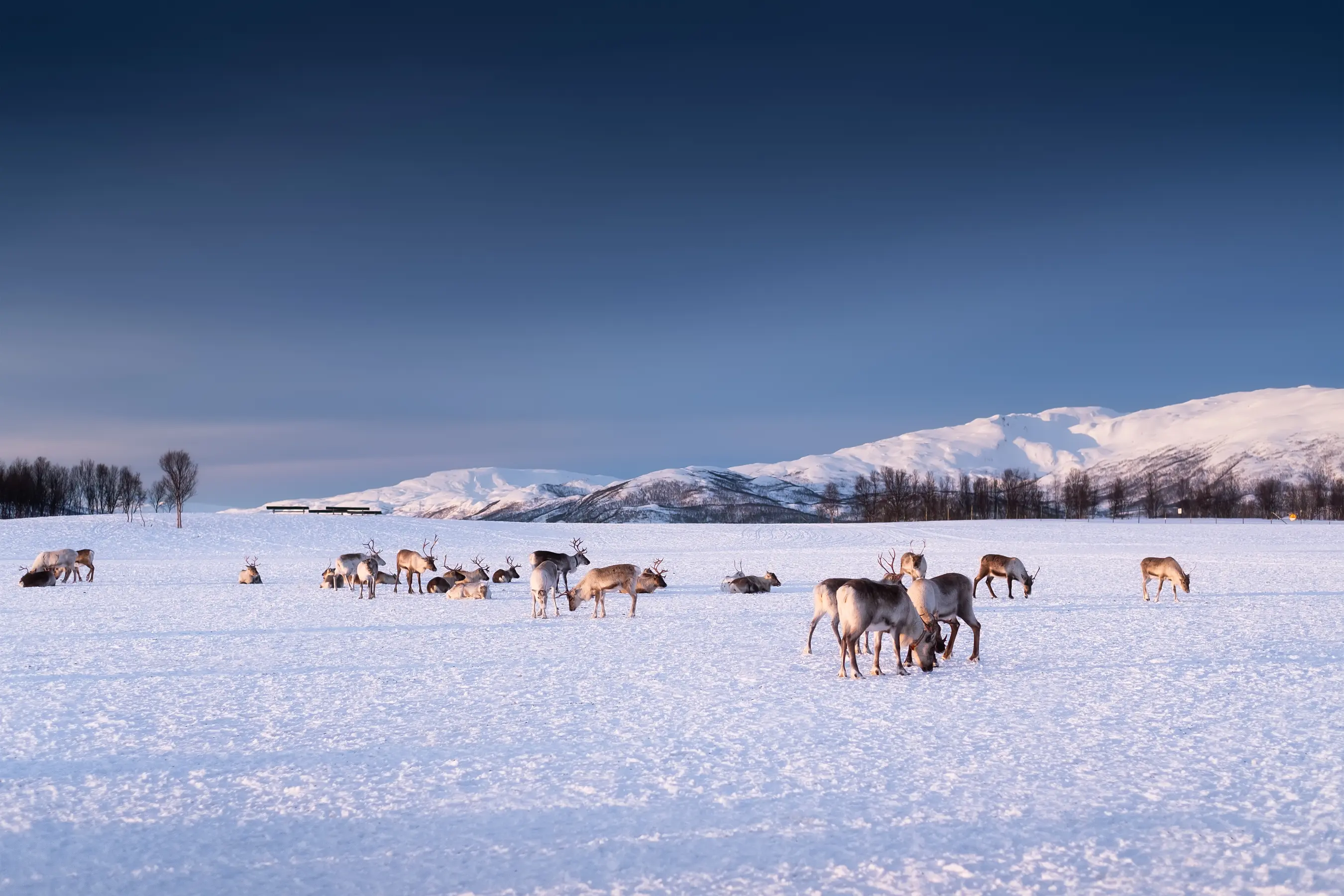 Exploring the Arctic - Svalbard-Spitzbergen — image 6