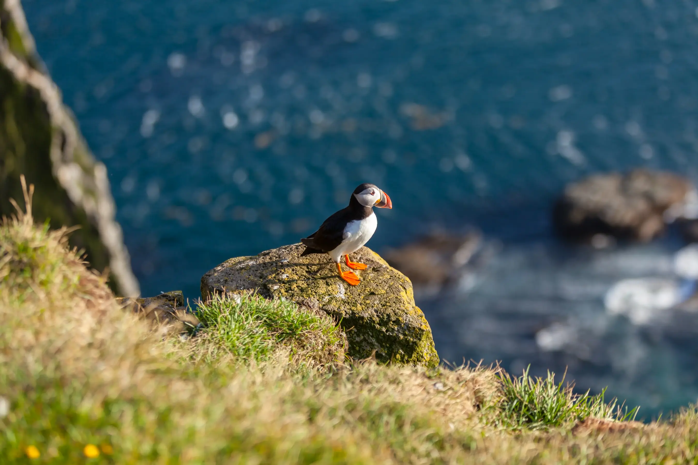 Svalbard, Bear Island & Tromso — image 5