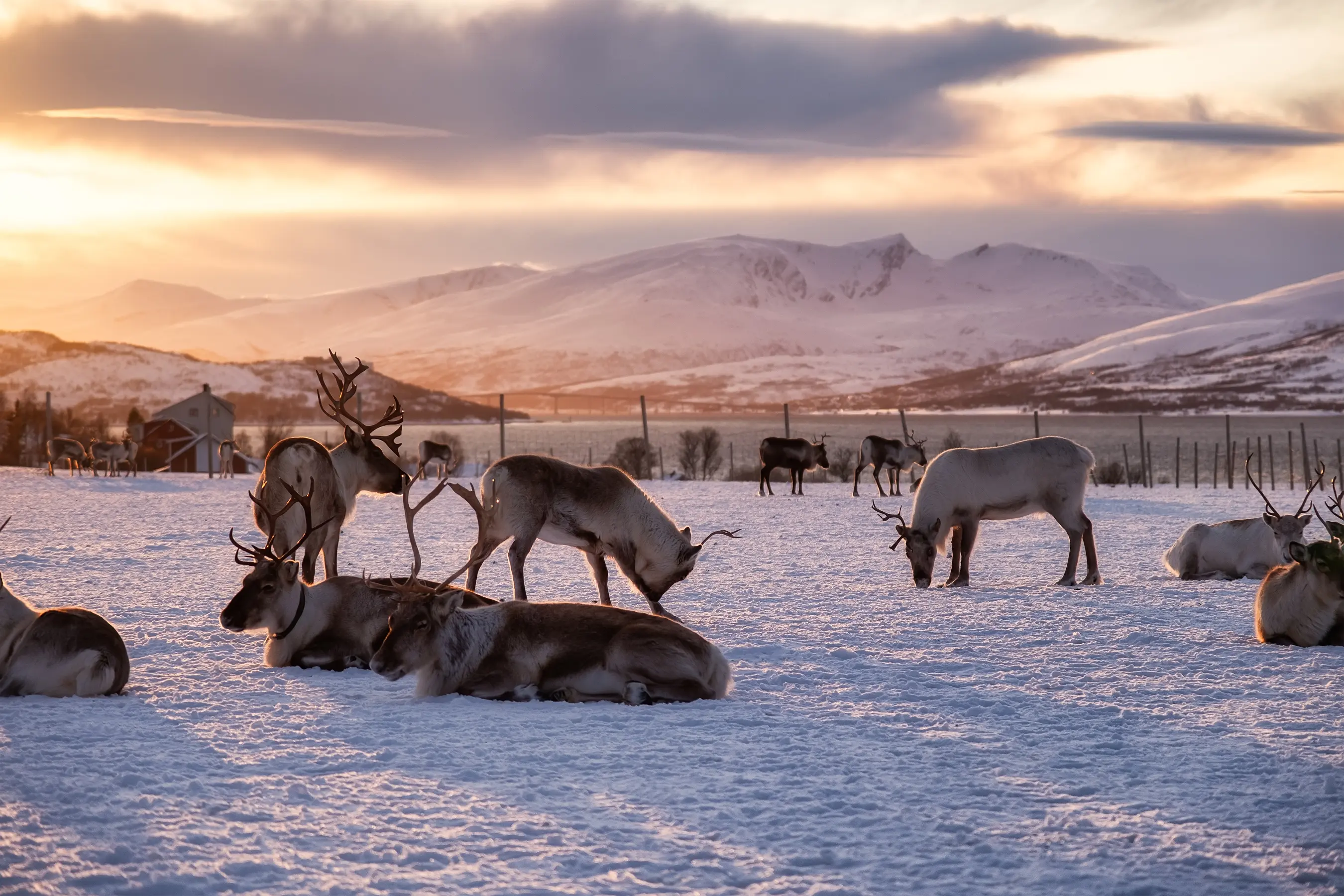Svalbard, Bear Island & Tromso — image 8