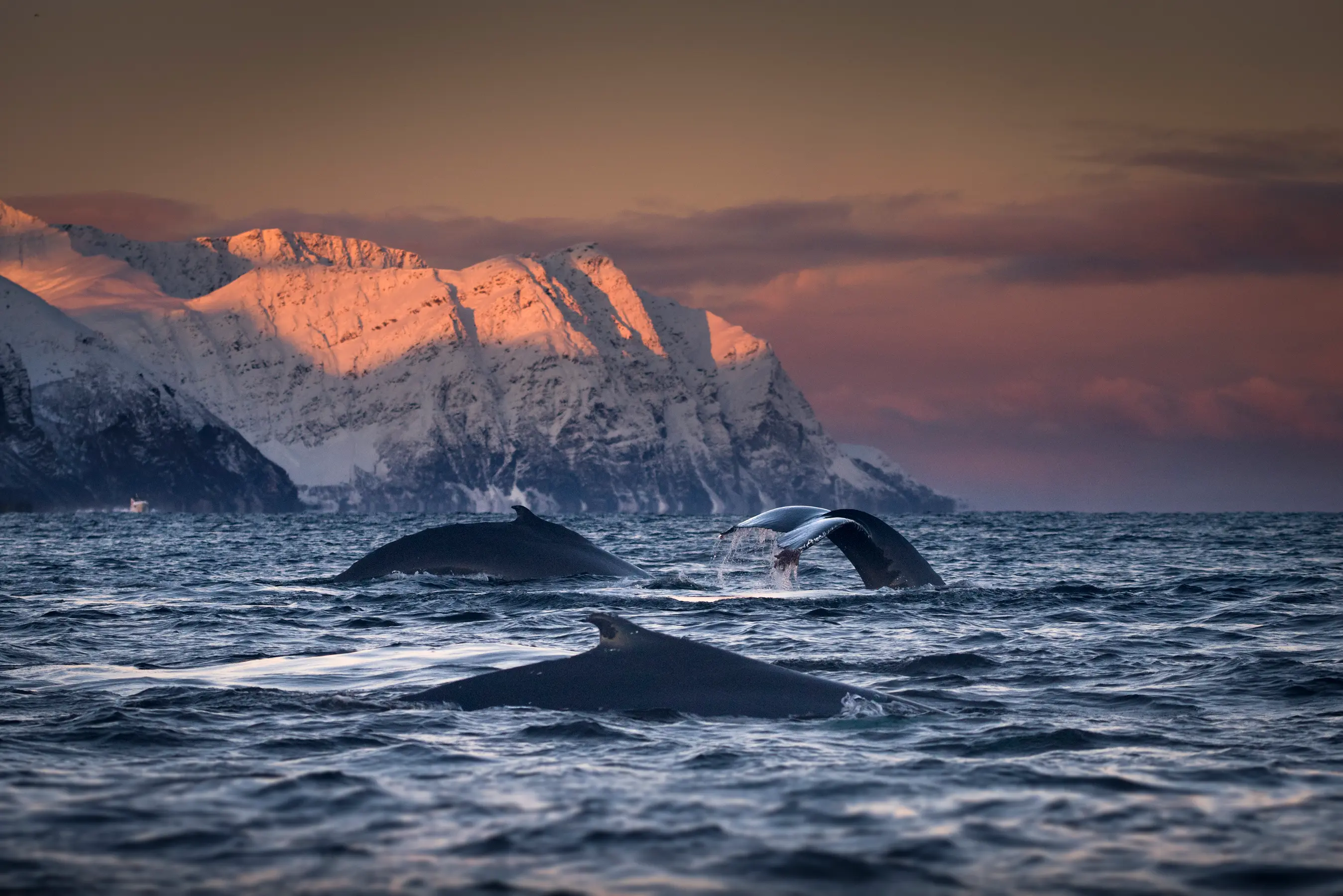 Svalbard & The Arctic Circle — image 7