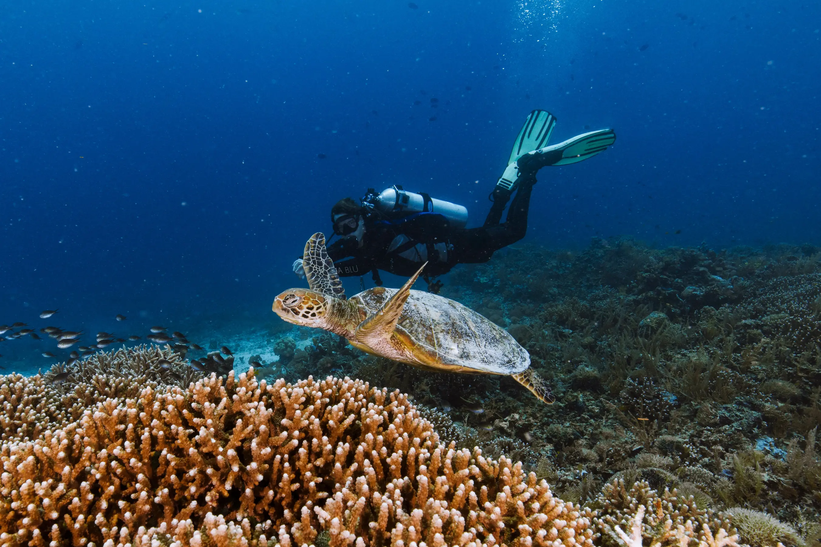 Komodo National Park & Surabaya Expedition — image 3