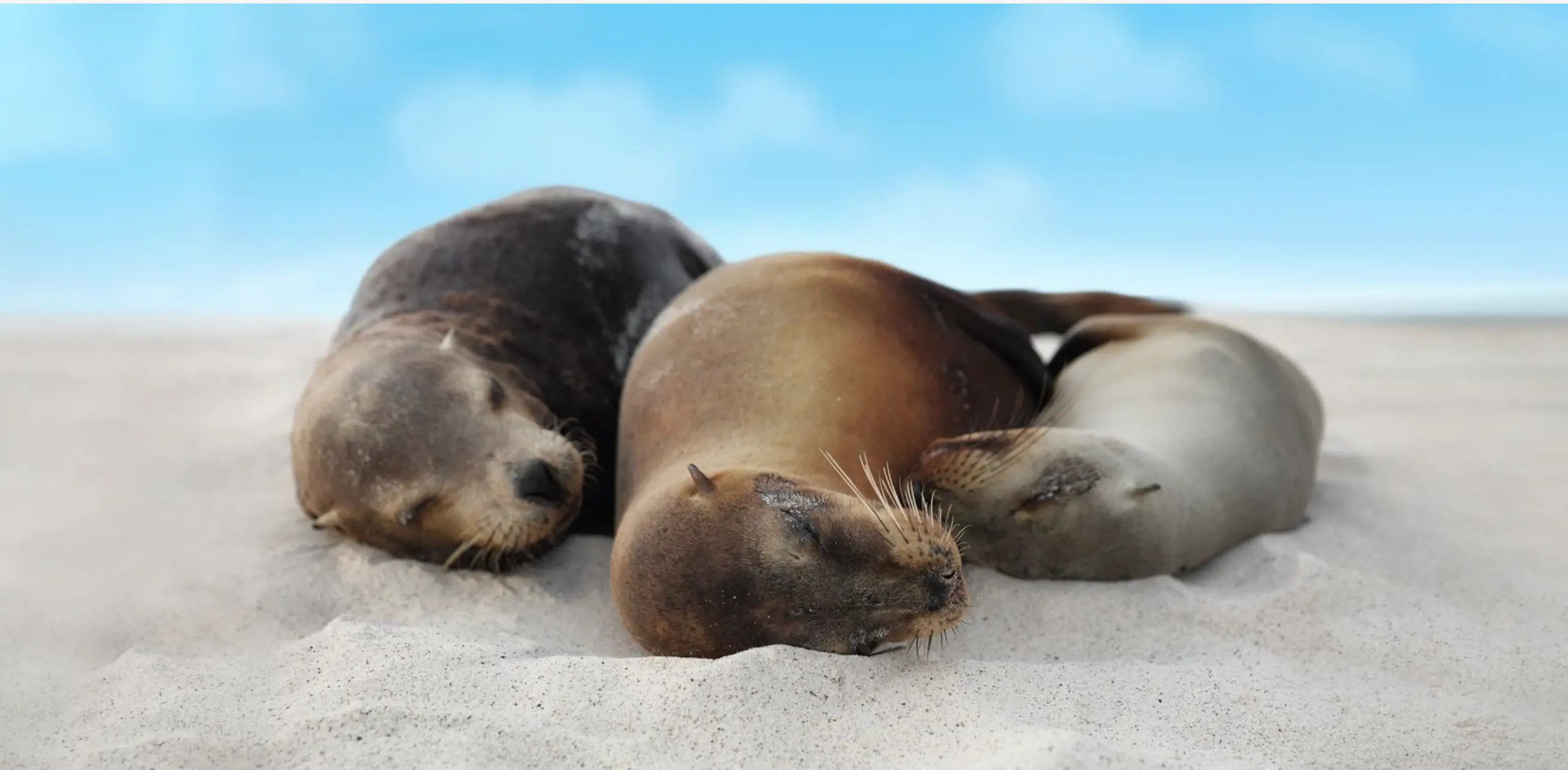 West & East Galapagos Expedition Cruise