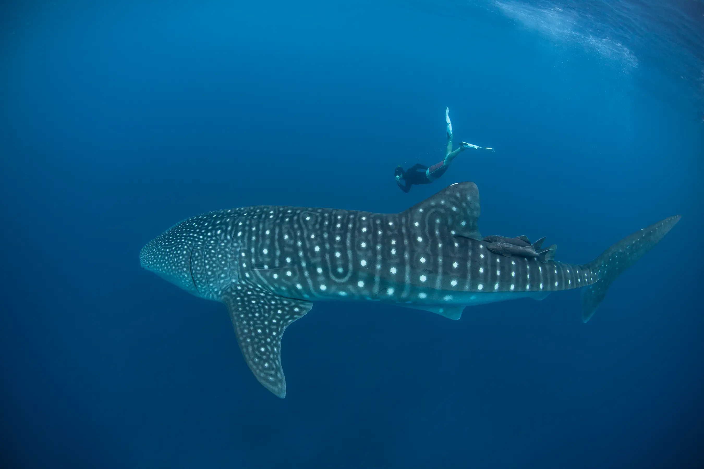 Bali & Komodo National Park Expedition