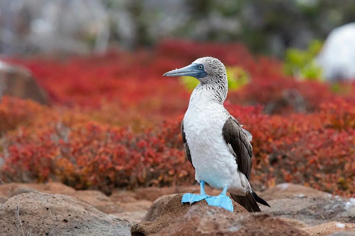 East & West Galapagos Expedition Cruise