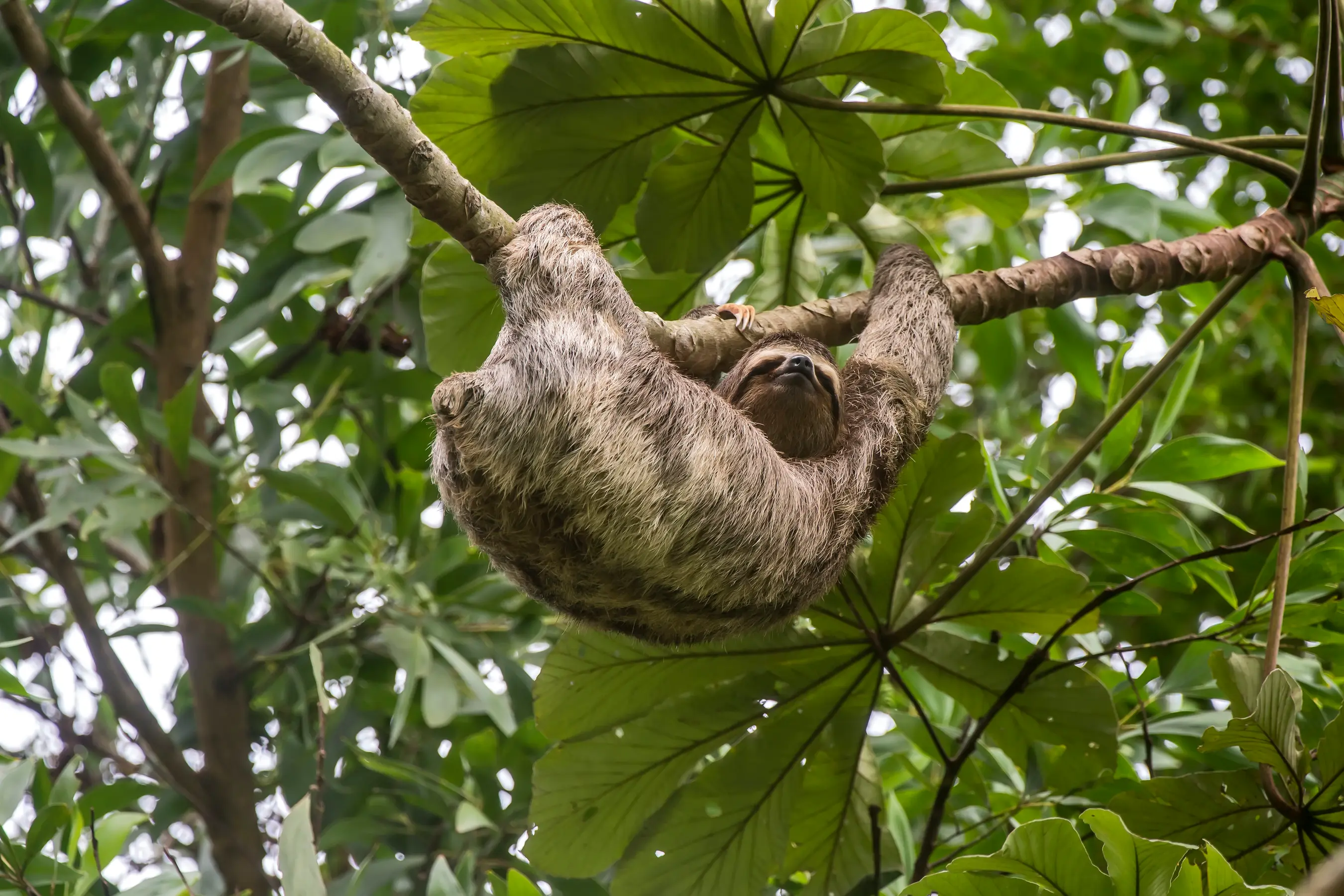 Amazon Explorer Cruise