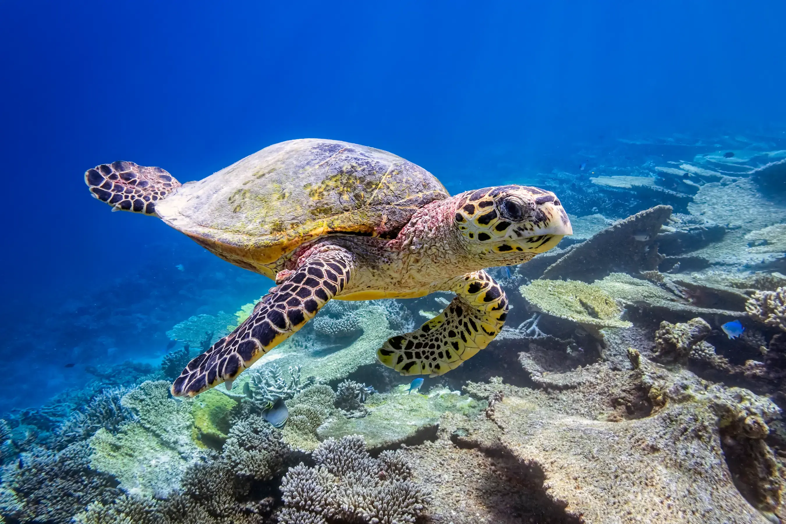 Spice Islands & Forgotten Islands Expedition