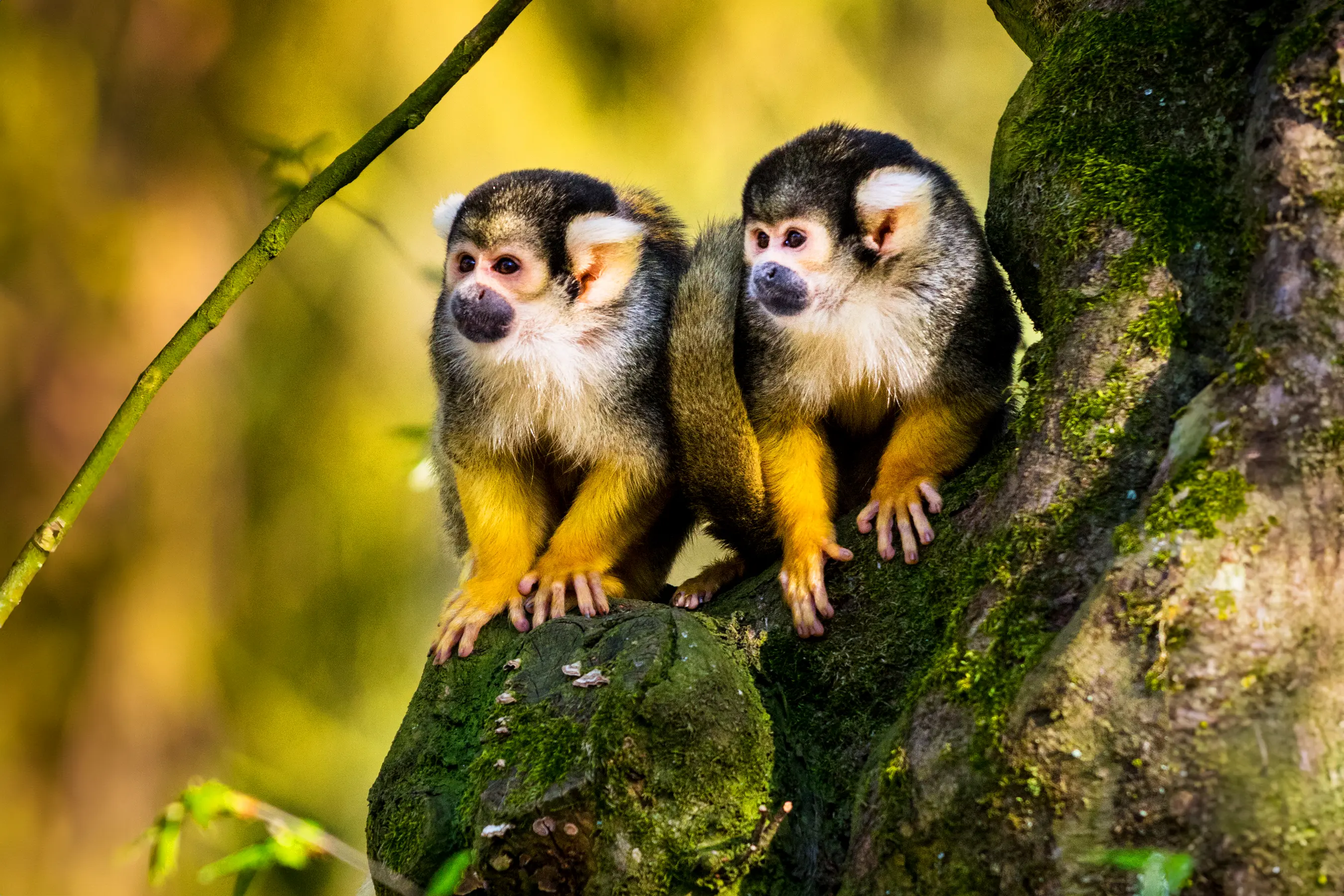 Amazon Discovery Cruise