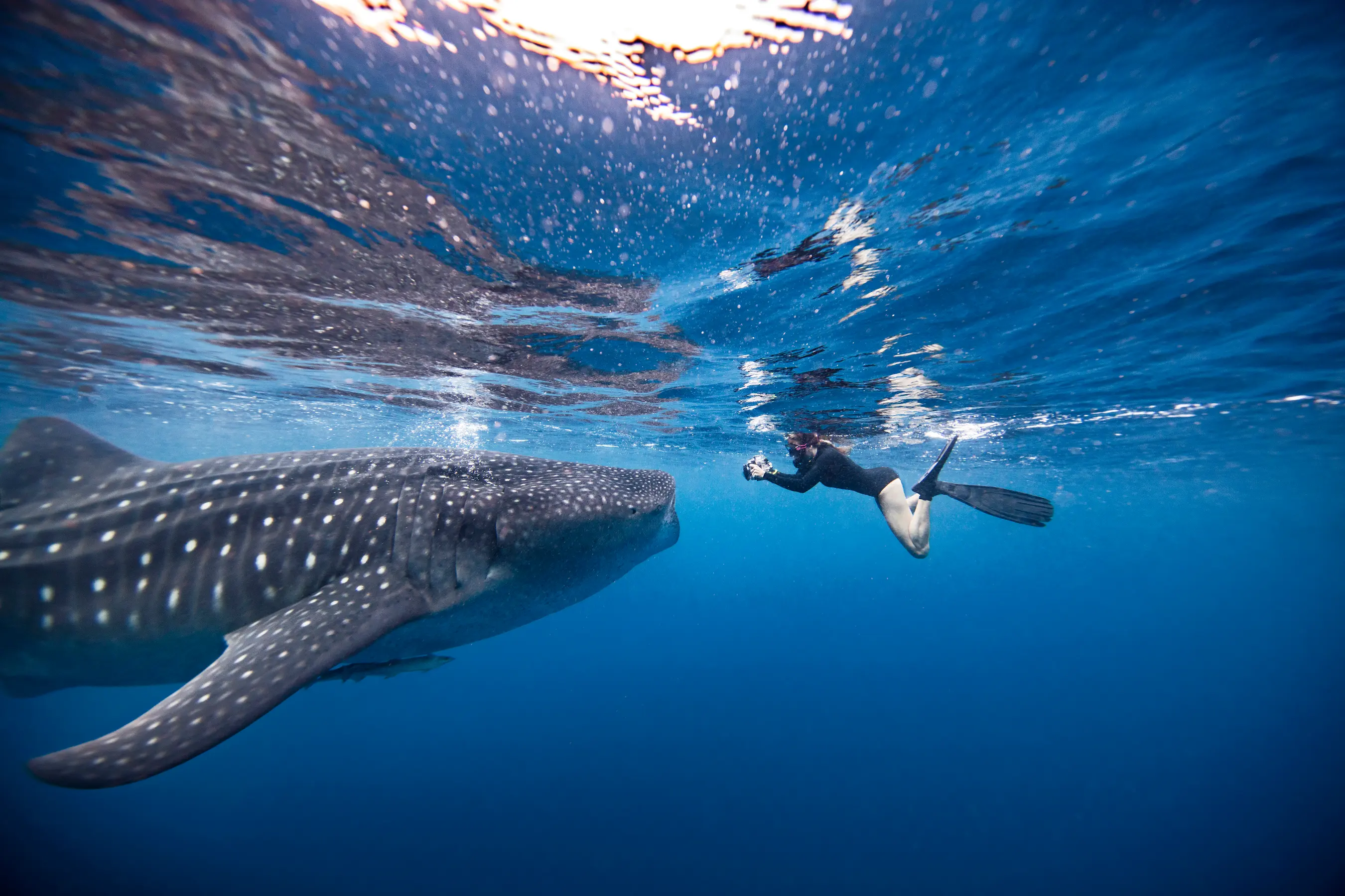 Moyo & Komodo National Park Expedition
