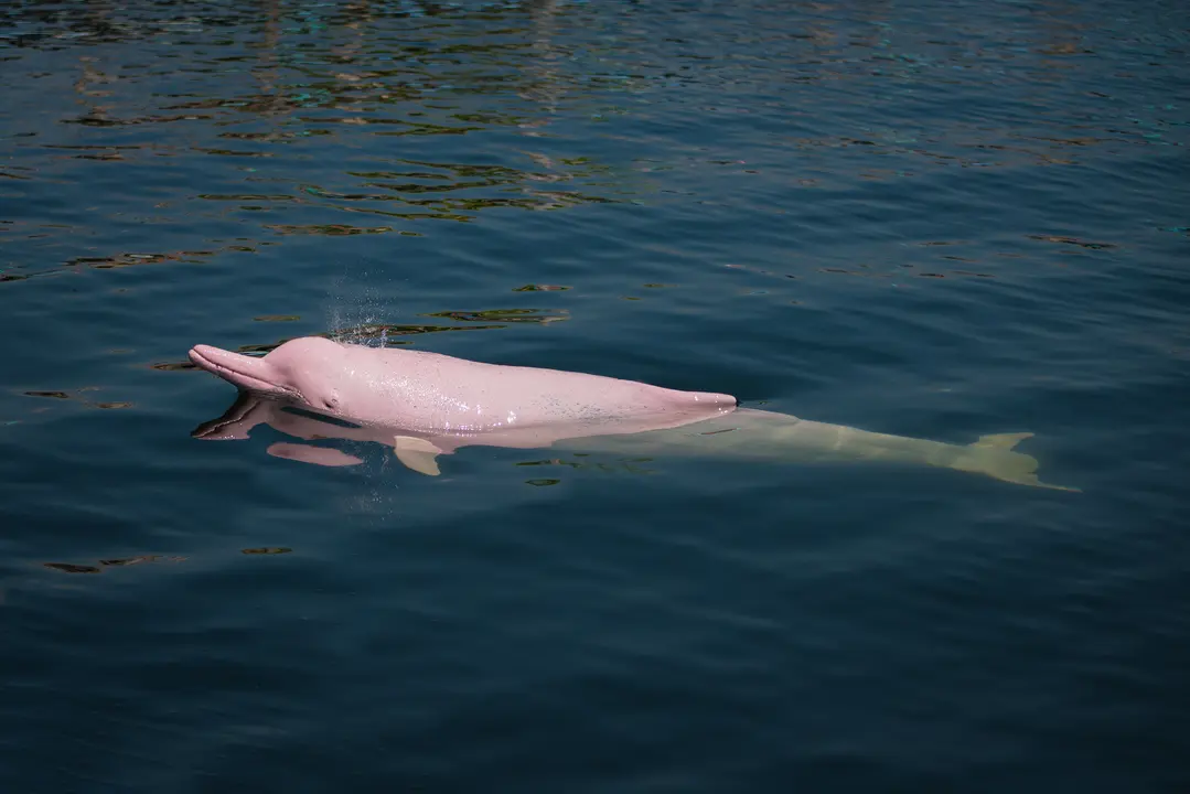 5 Amazing Facts about the Amazon Pink River Dolphin | Aqua Expeditions