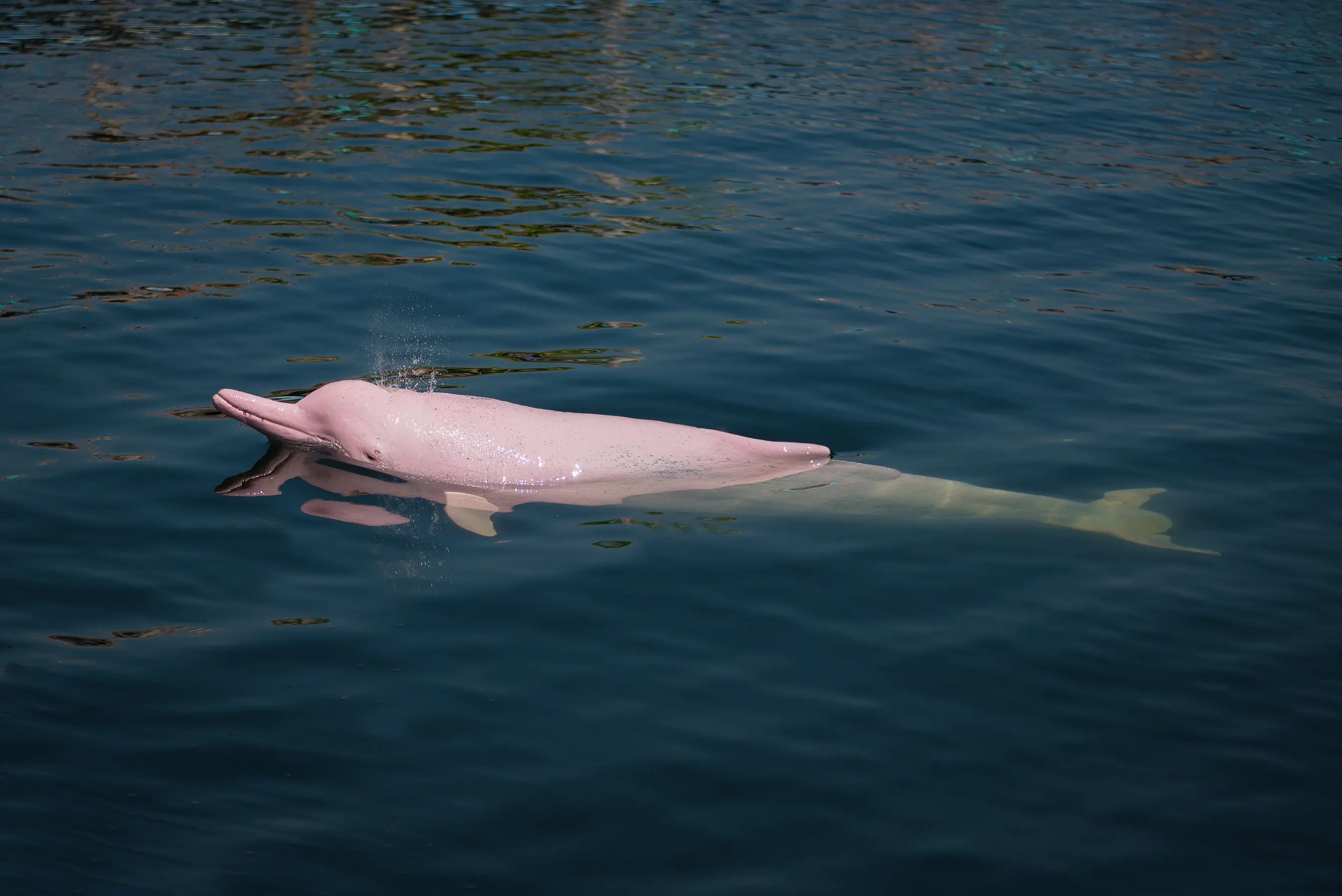5 Amazing Facts About The Amazon Pink River Dolphin Aqua Expeditions